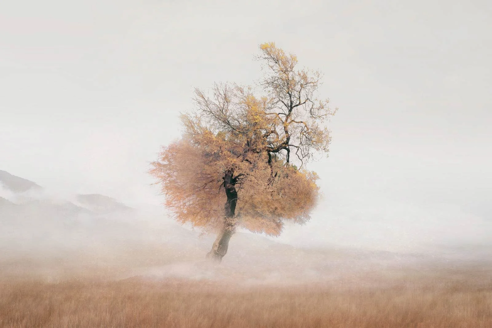 Belevia   
 Request this artwork 