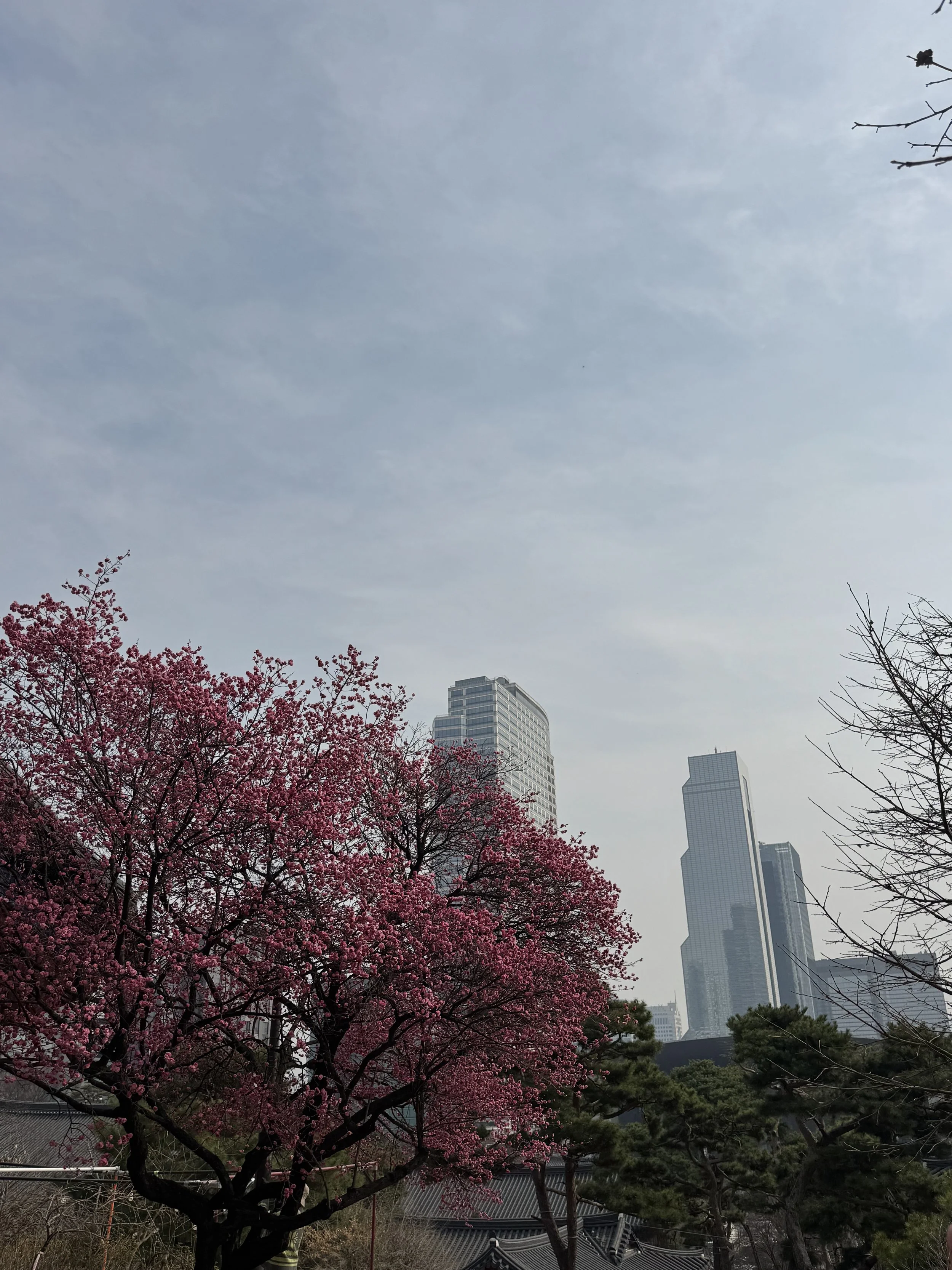 IMG_3459.jpeg