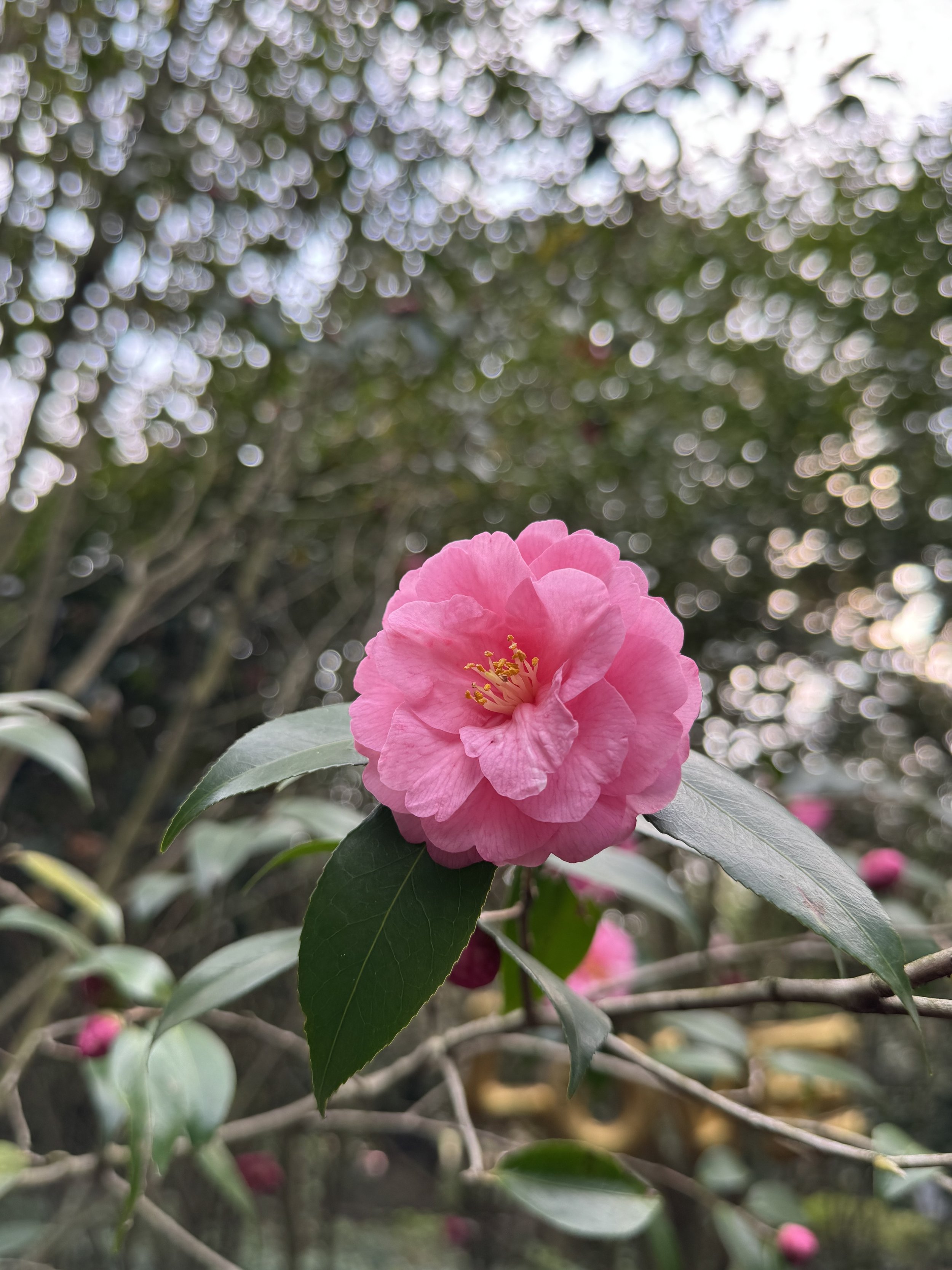IMG_4216.jpeg