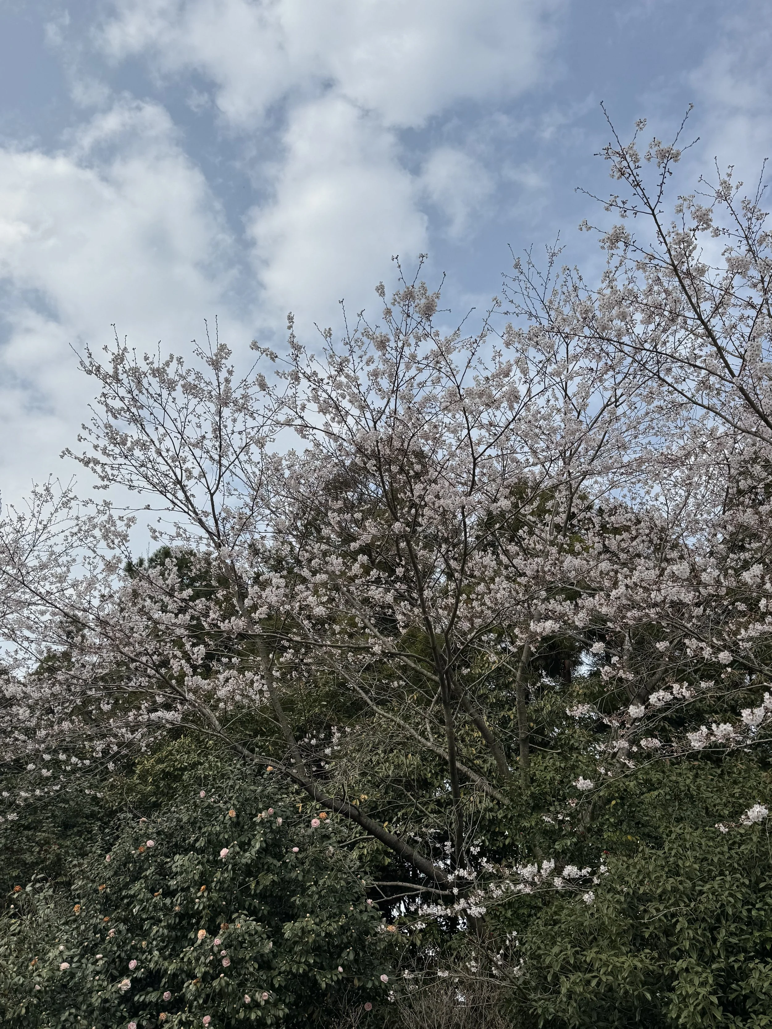 IMG_4218.jpeg