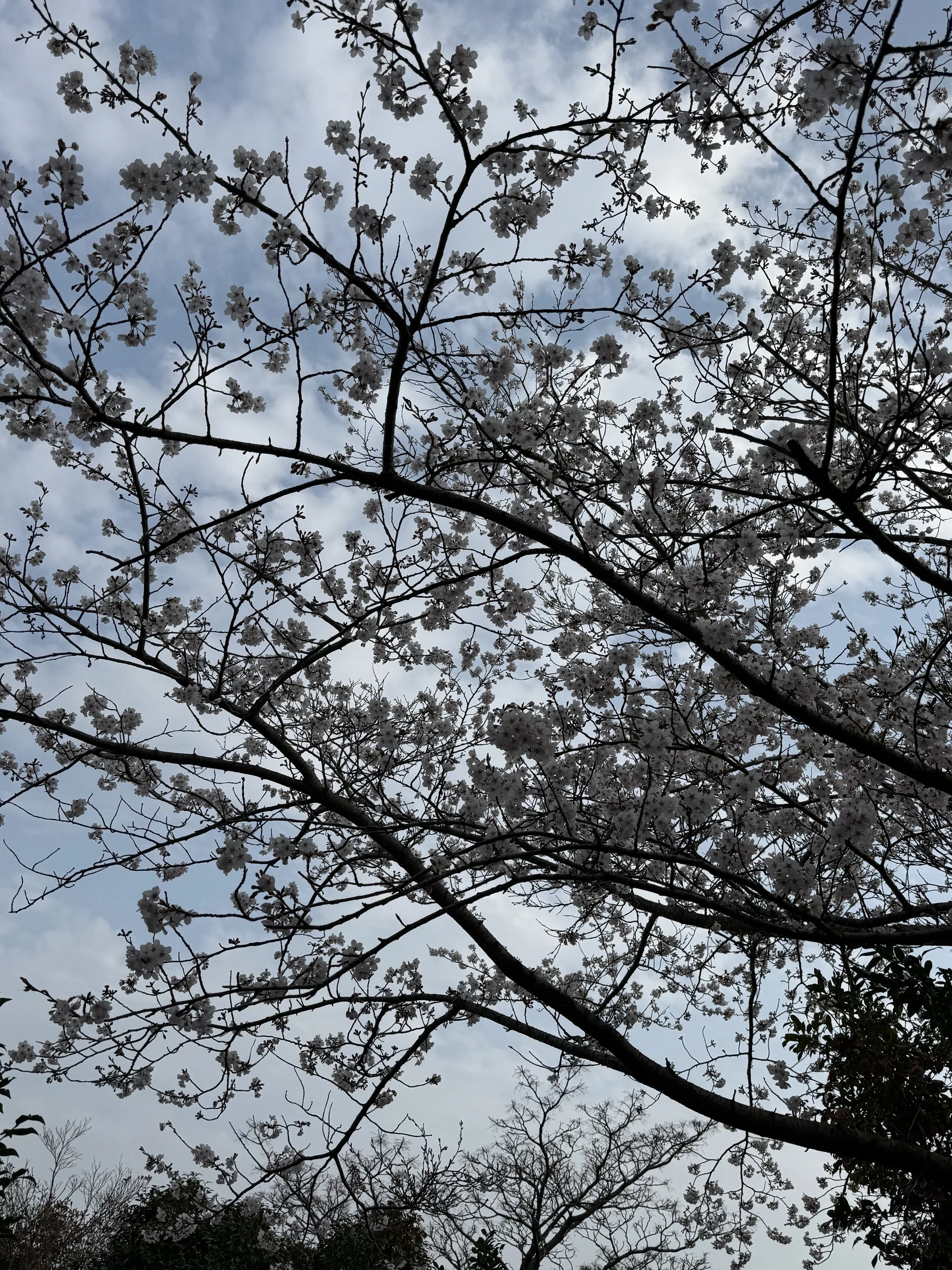 IMG_4219.jpeg