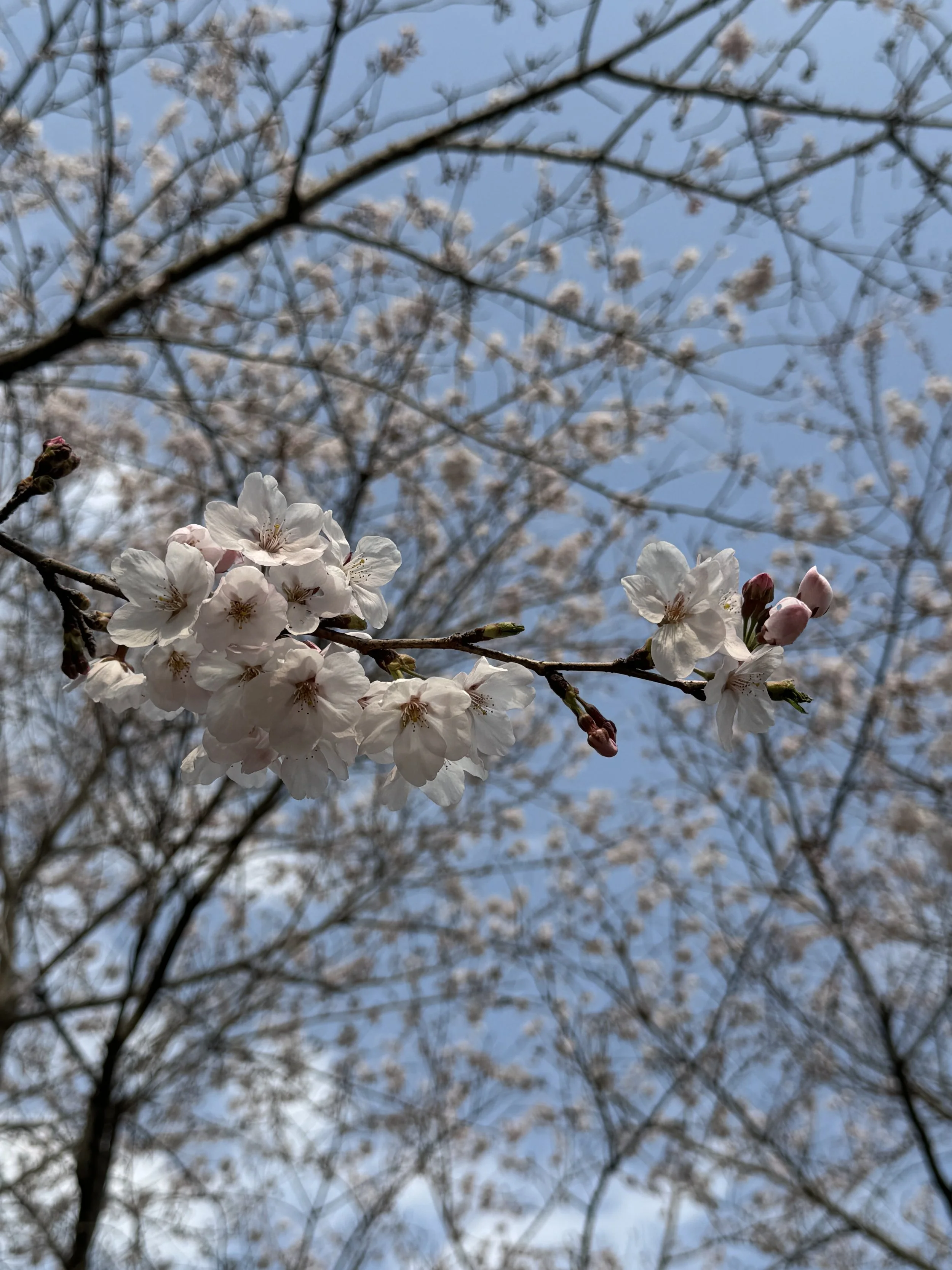 IMG_4229.jpeg