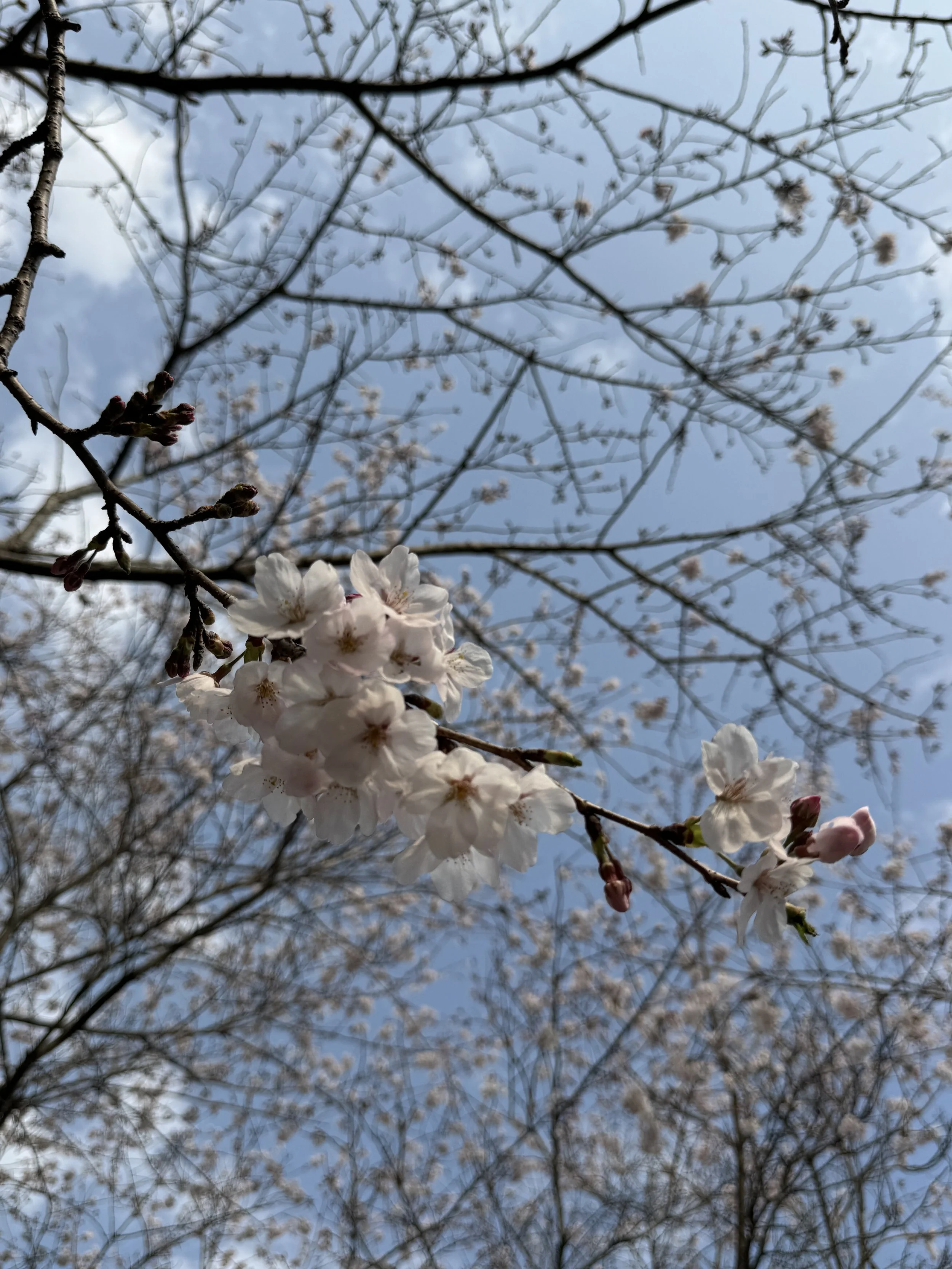 IMG_4227.jpeg