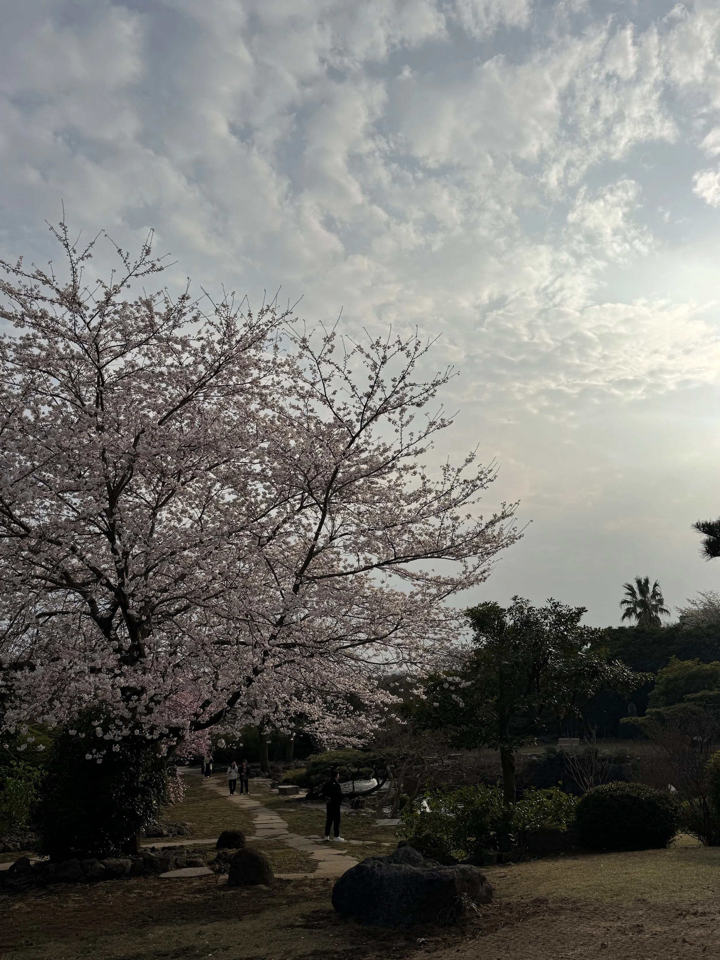 IMG_4239.jpeg