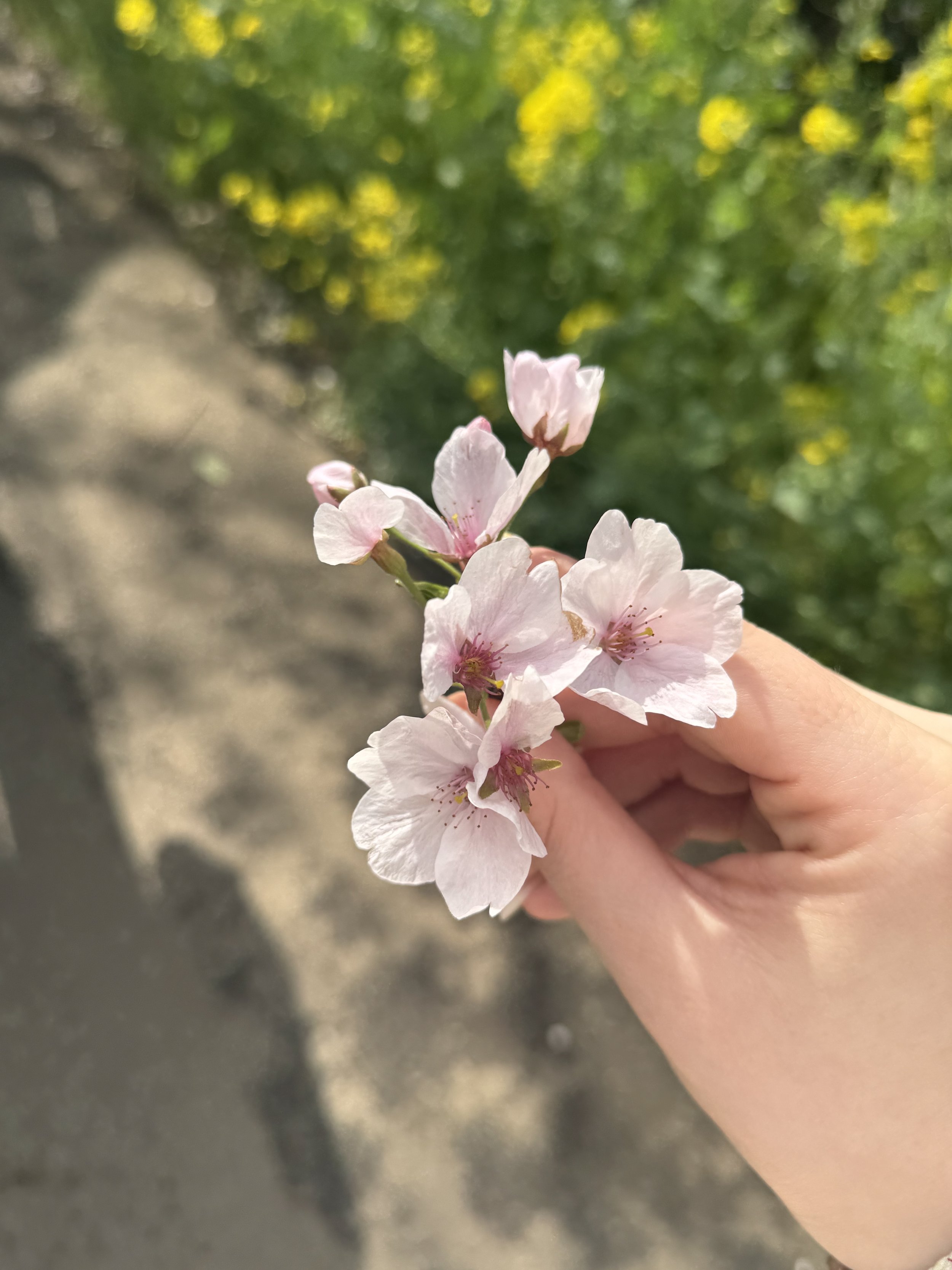 IMG_4426.jpeg