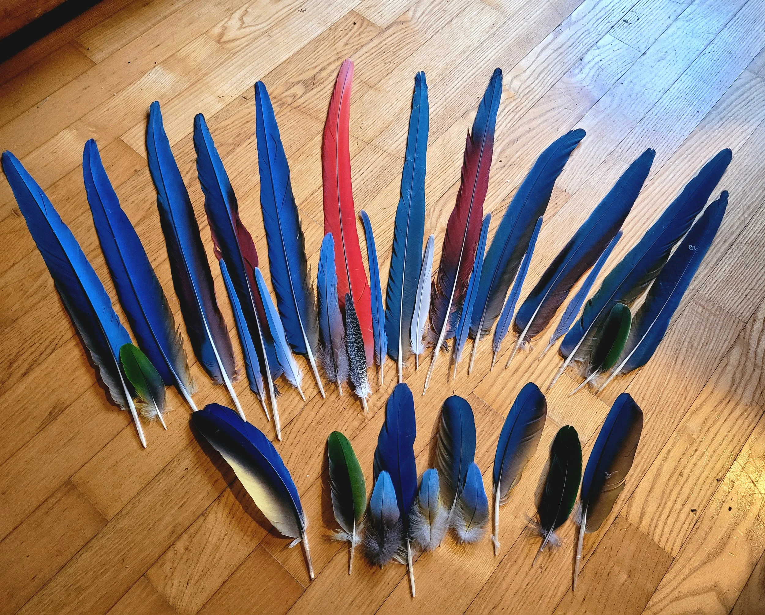 Federauswahl neu 2026.jpg