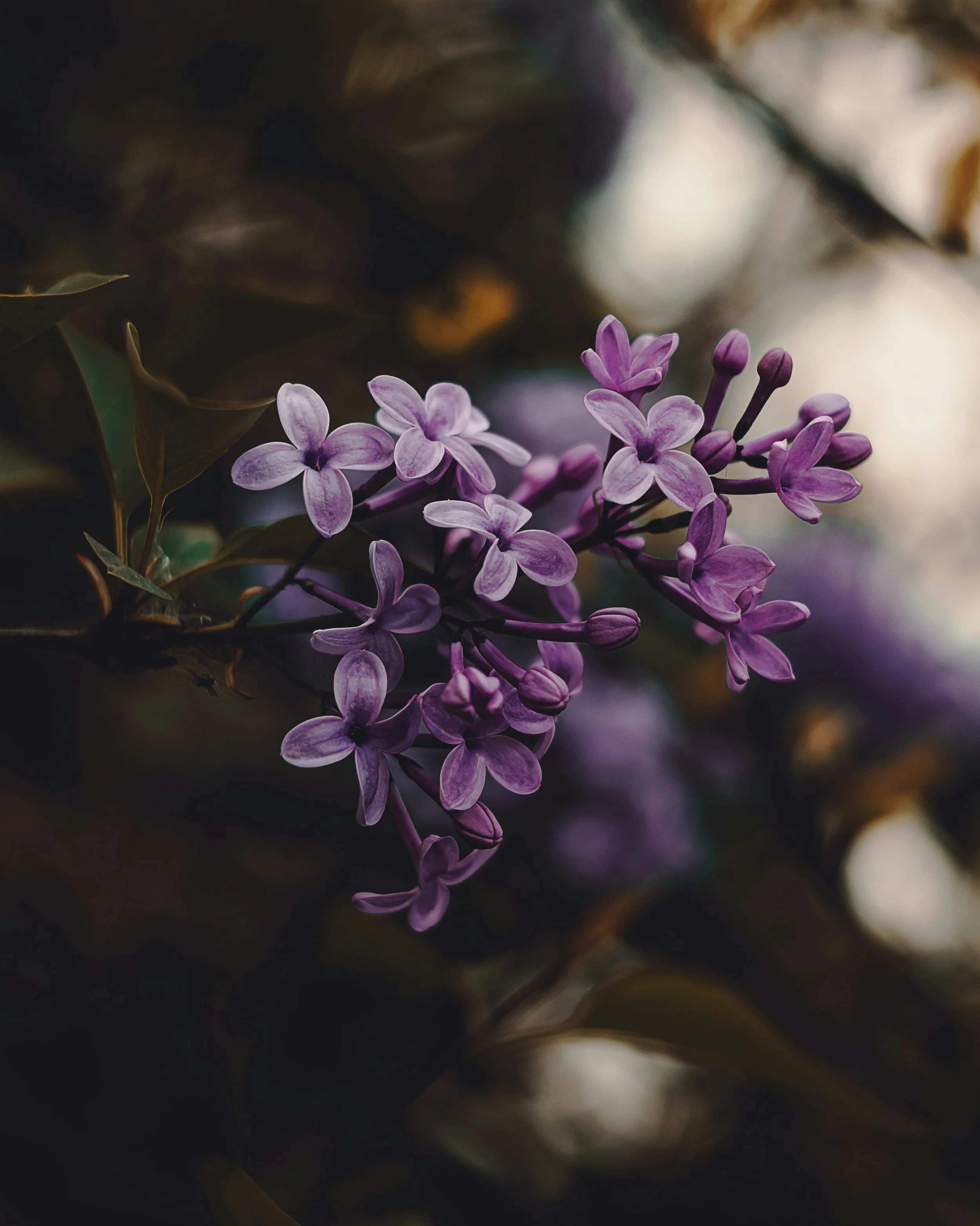 Close-up of purple lilac flowers with a dark, blurred background.