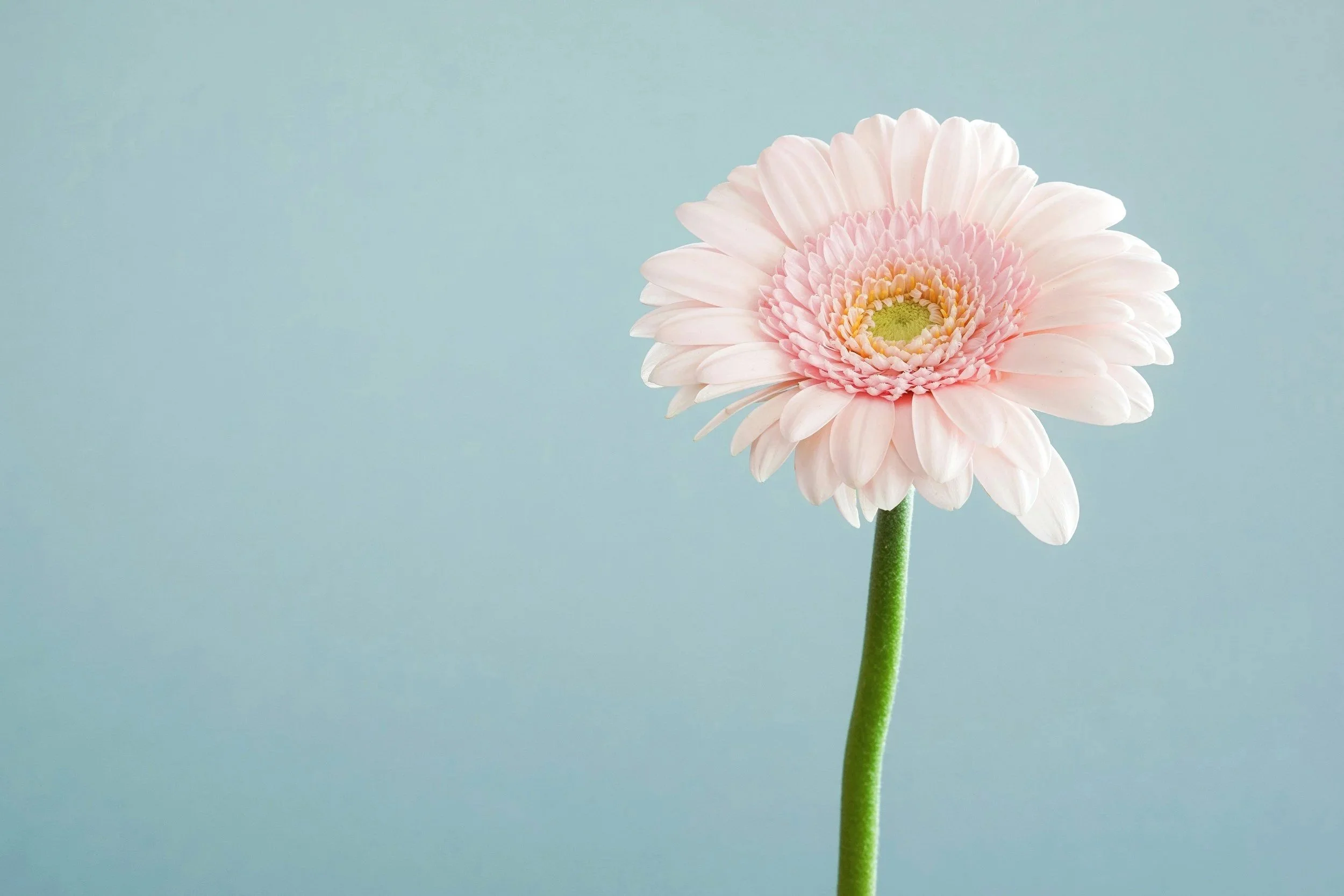 A close-up of a light pink single flower with a green stem against a plain light blue background.