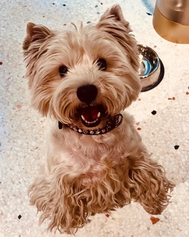 My bundle of joy 🐾&hearts;️🫶🏻 

#sundaymood☀️
