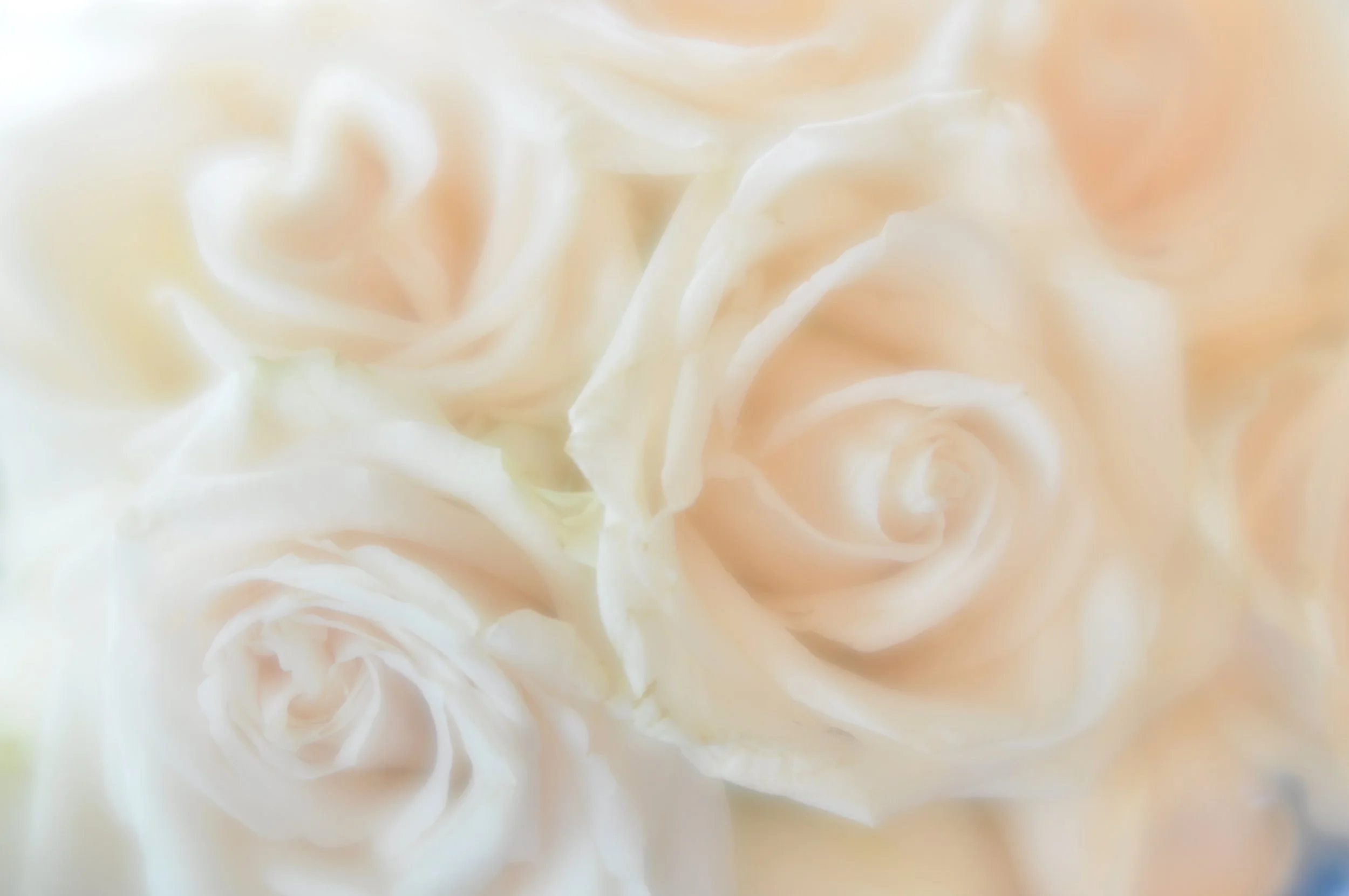 Bouquet of Light