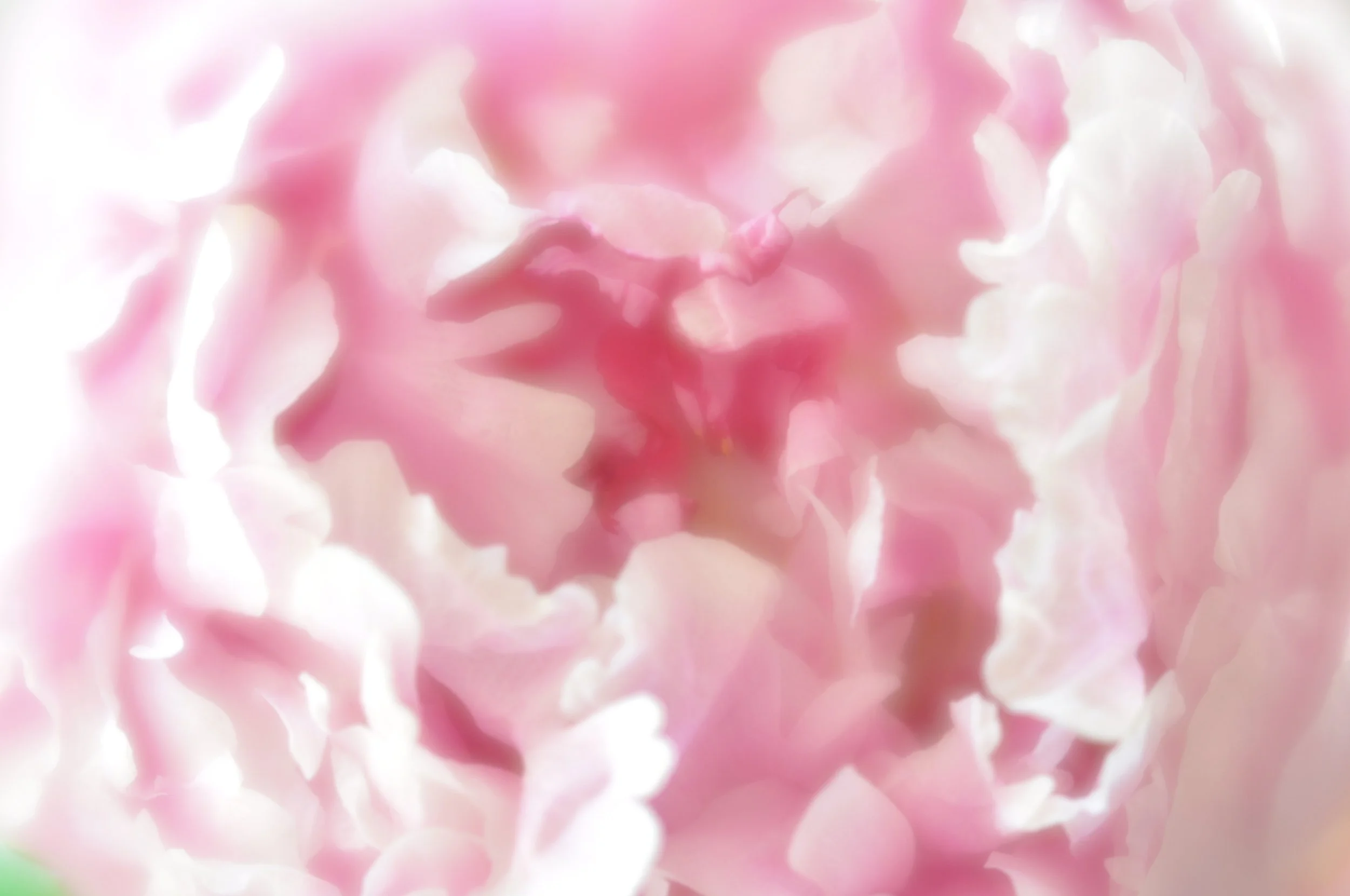 Peony Dreams