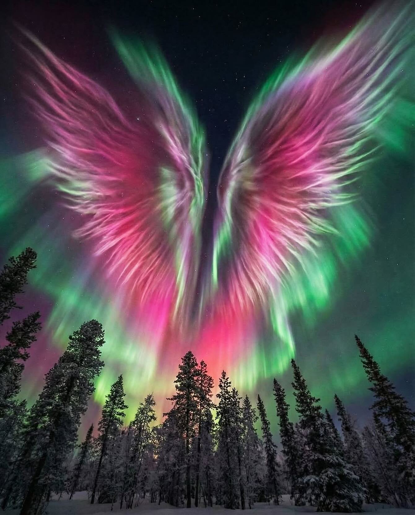 𝗔𝗡𝗚𝗘𝗟 𝗪𝗜𝗡𝗚𝗦 𝗜𝗡 𝗧𝗛𝗘 𝗔𝗥𝗖𝗧𝗜𝗖 𝗦𝗞𝗬

Once-in-a-lifetime moment over Lapland: northern lights opening into 𝗽𝗲𝗿𝗳𝗲𝗰𝘁, 𝗴𝗹𝗼𝘄𝗶𝗻𝗴 𝗮𝗻𝗴𝗲𝗹 𝘄𝗶𝗻𝗴𝘀 above the frozen forest.

A rare blend of 𝗽𝗶𝗻𝗸, 𝗿𝗲𝗱, 𝗮𝗻𝗱 𝗴𝗿𝗲