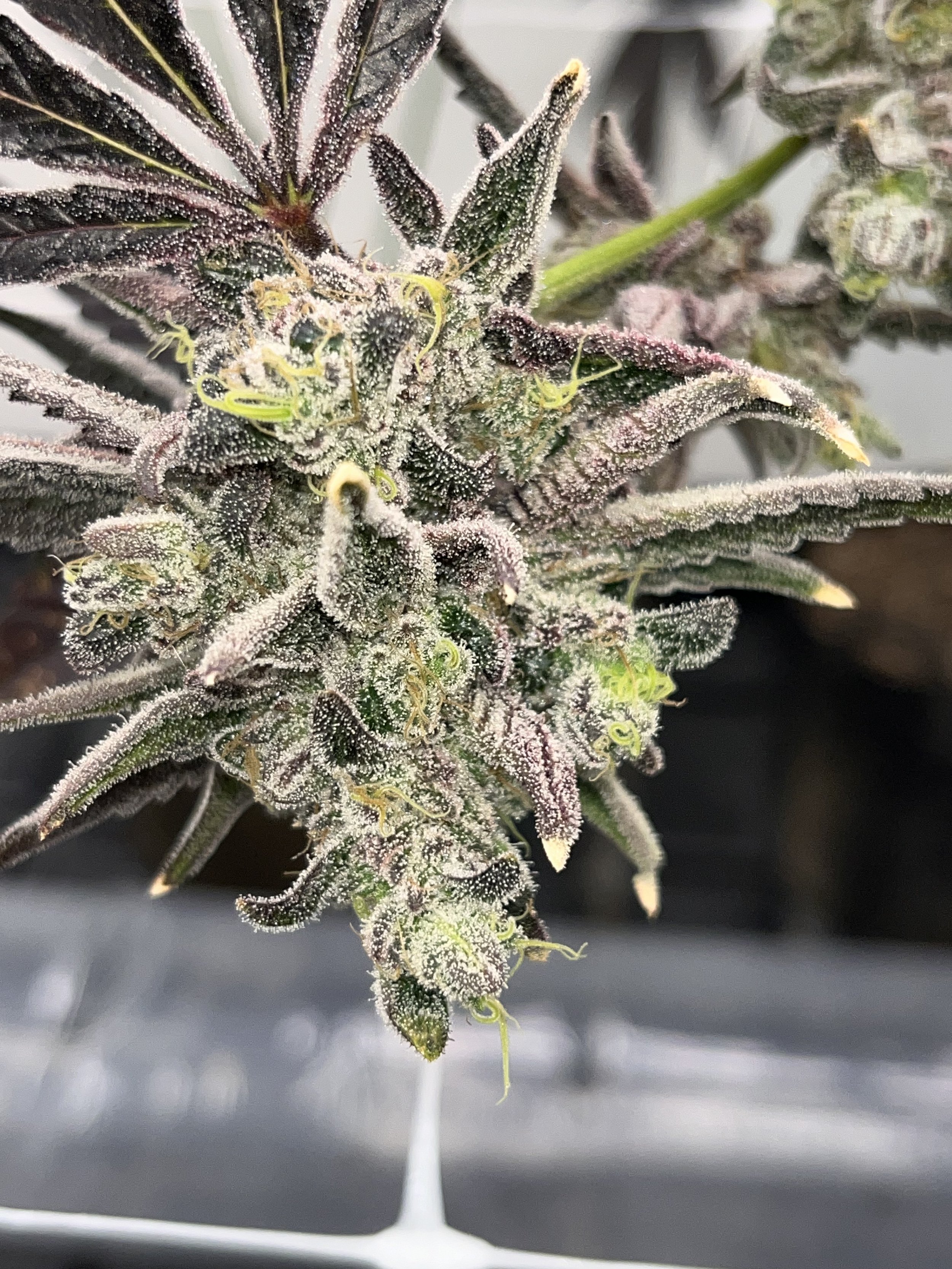 Peanut Butter Breath Line