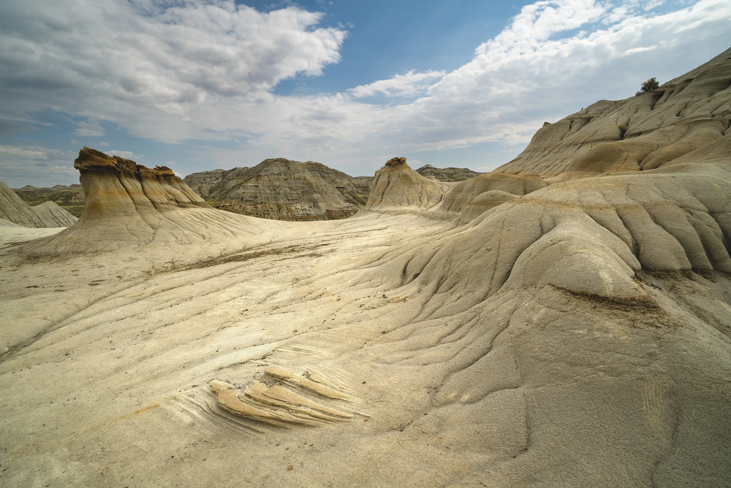 Dinosaur PP, AB-22-Edit.jpg