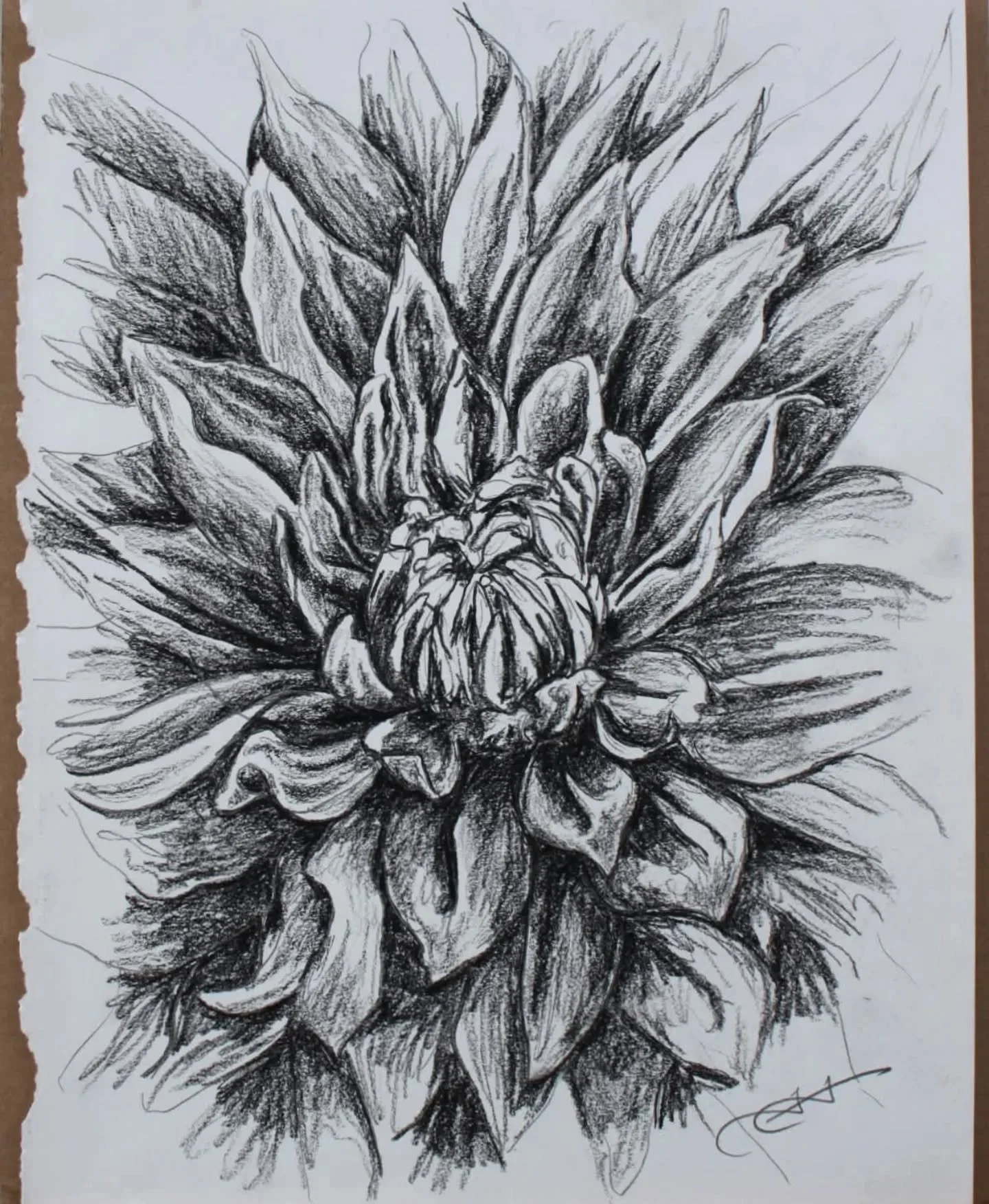 Always starts with a sketch... Speaking of, this dahlia study is up for grabs! I'll be posting all of my sketch studies later this year, but you can DM me for early details on this one. 8.5 x 11 inches, $100.