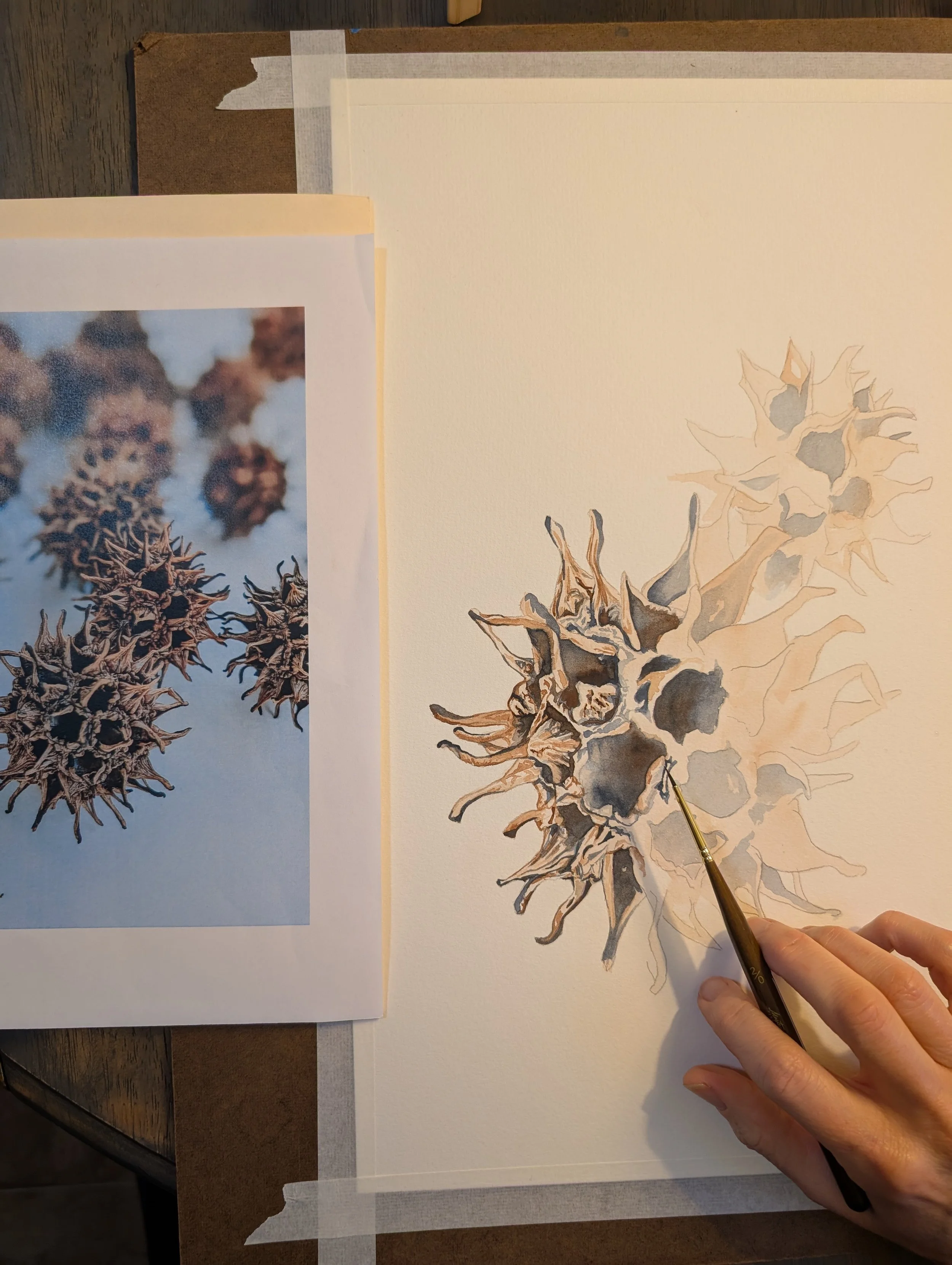 sweet gum.jpg