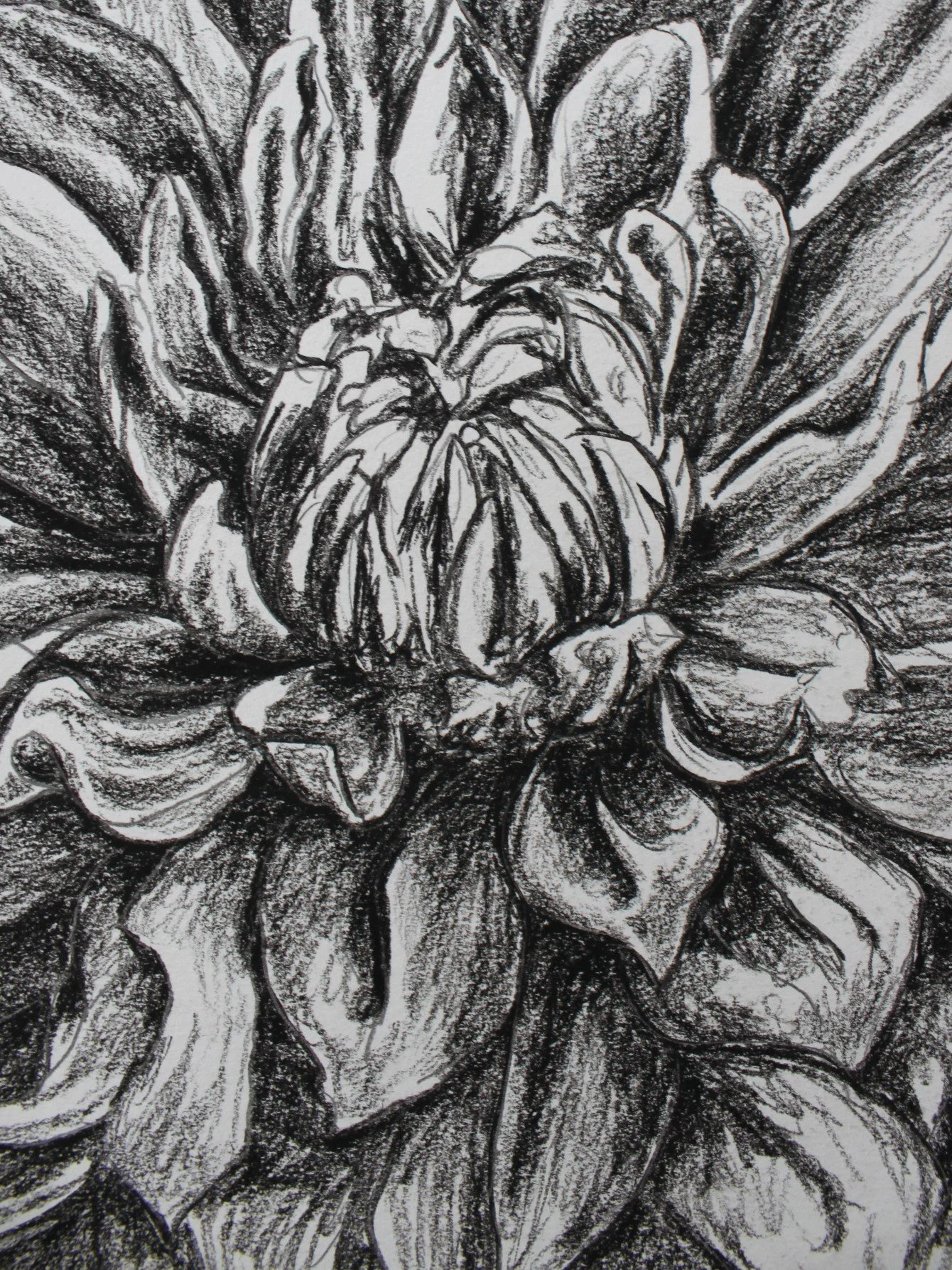 Dahlia Sketch Study detail 2.JPG