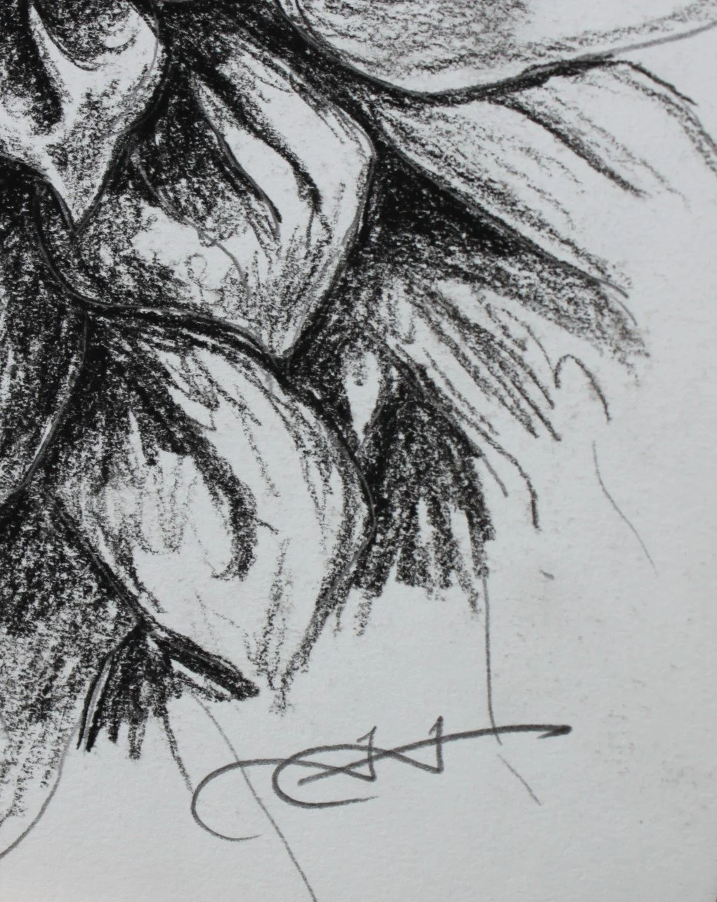 Dahlia Sketch Study detail.JPG