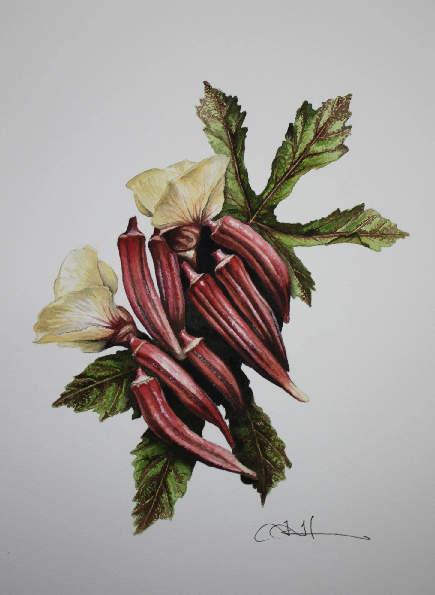 Okra cropped.JPG