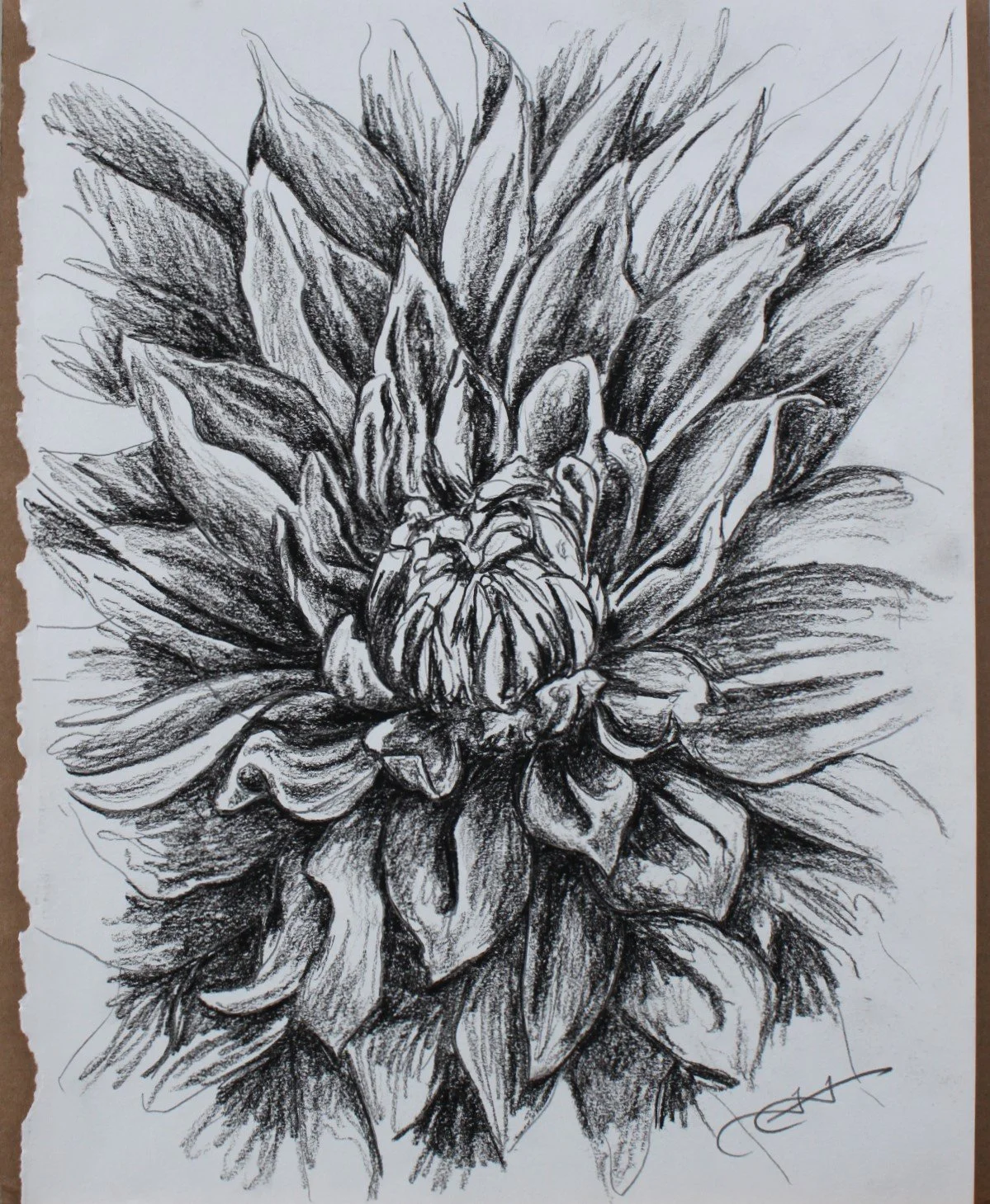 Dahlia Sketch Study.JPG