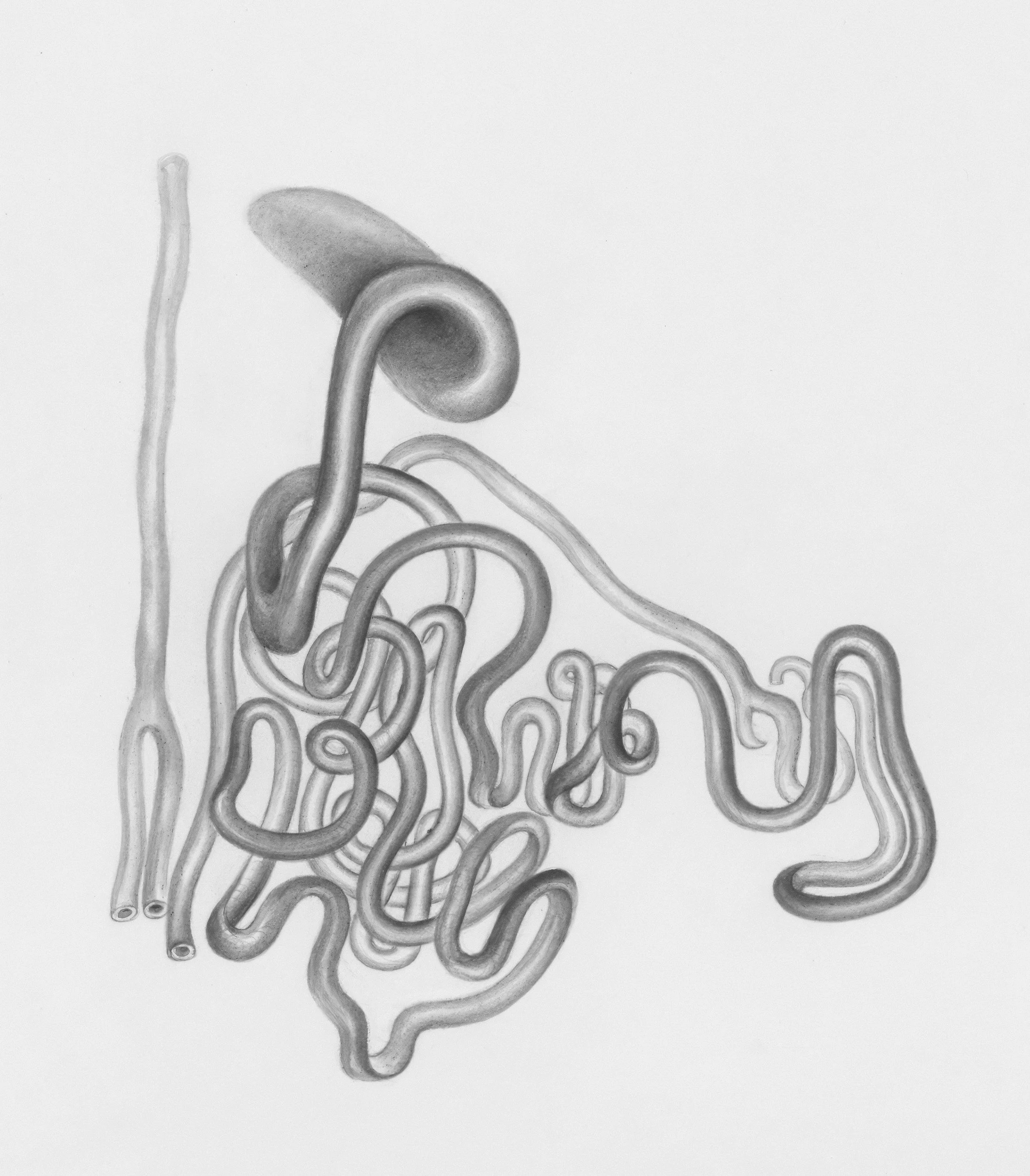 The SIBO + Lymph Connection