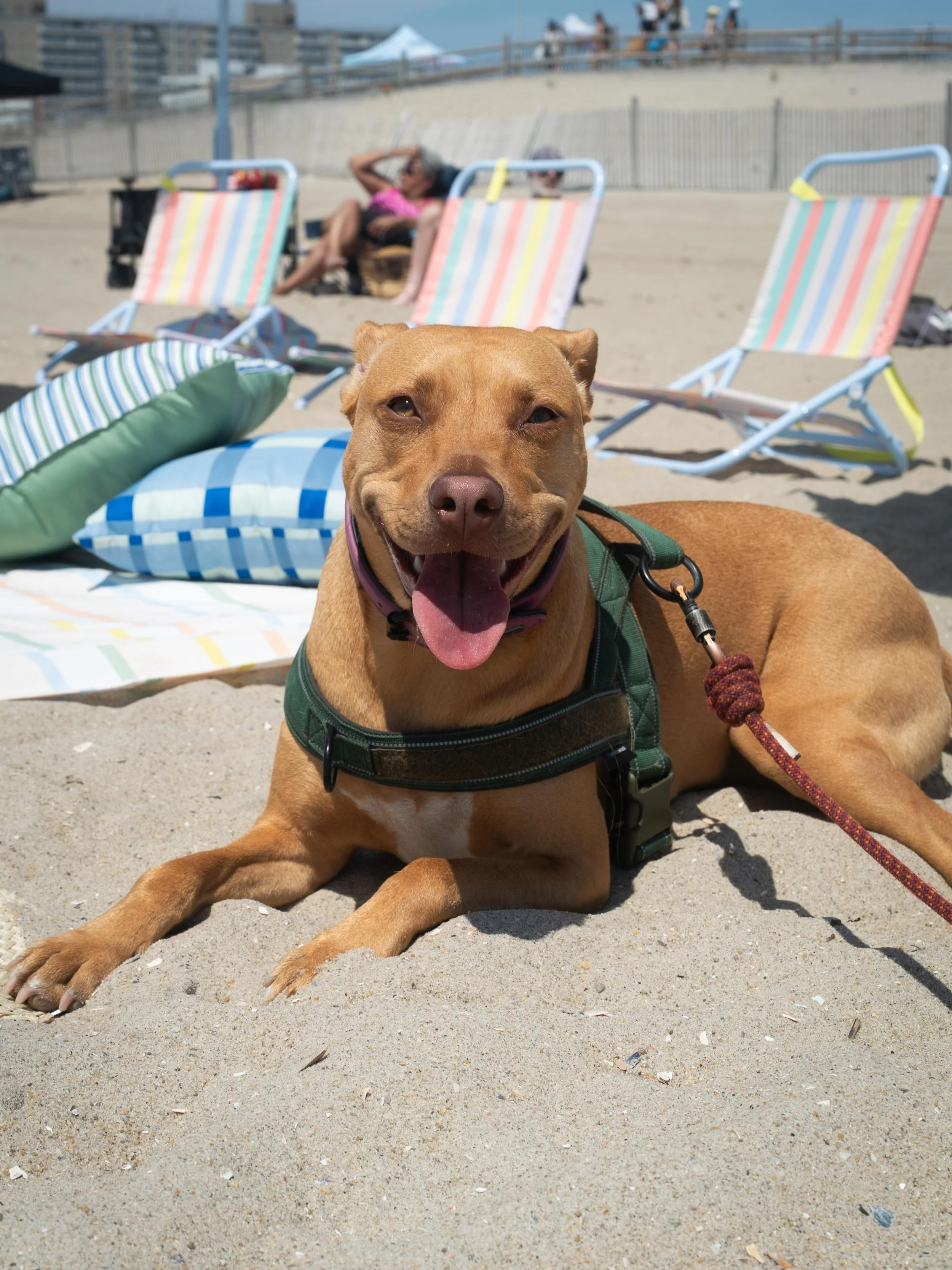 It&rsquo;s beach season, babes!

Join us for our biannual Rockaway Reset and spend the day by the ocean with Elsewhere Retreats ☀️

Morning yoga, surf lessons, a long lunch, ocean swims, and luxe beach lounge setup are waiting for you.

Your $200 day