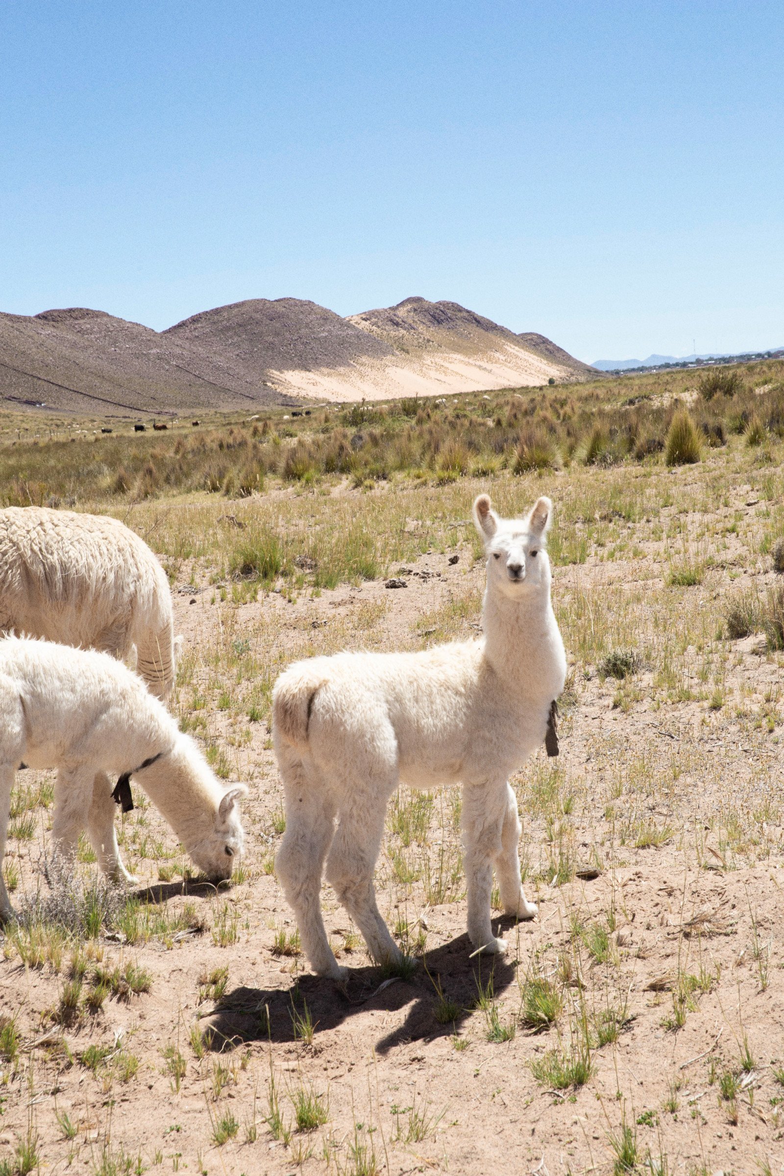 Alpaca in the Peruvian highlands on an Elsewhere retreat