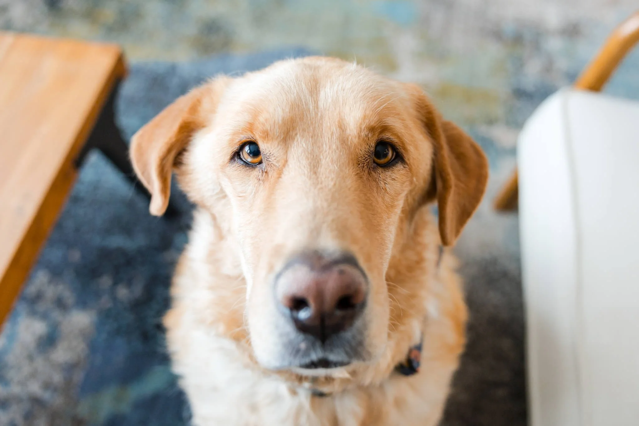 Close-up of a golden retriever dog looking up.