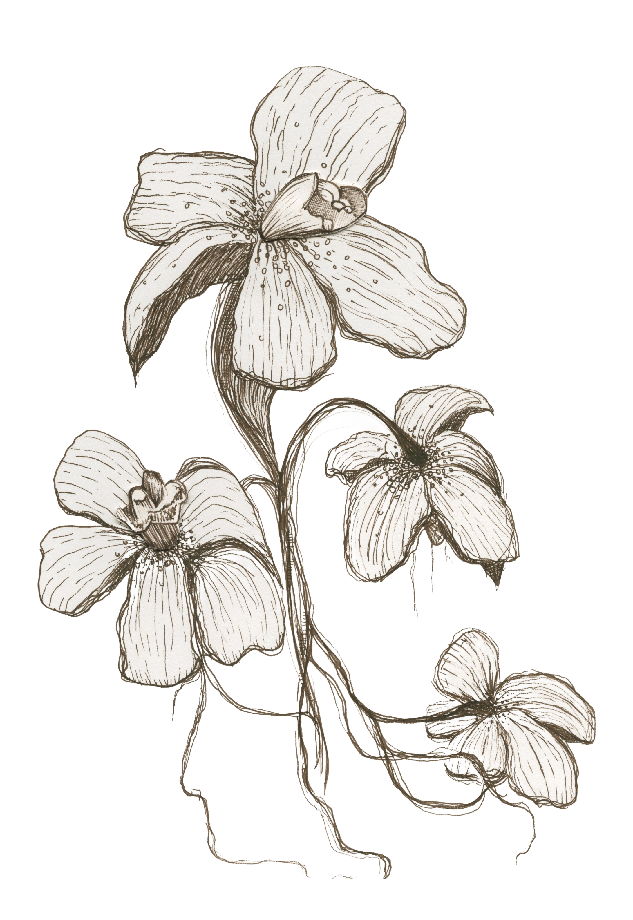 flowers.png