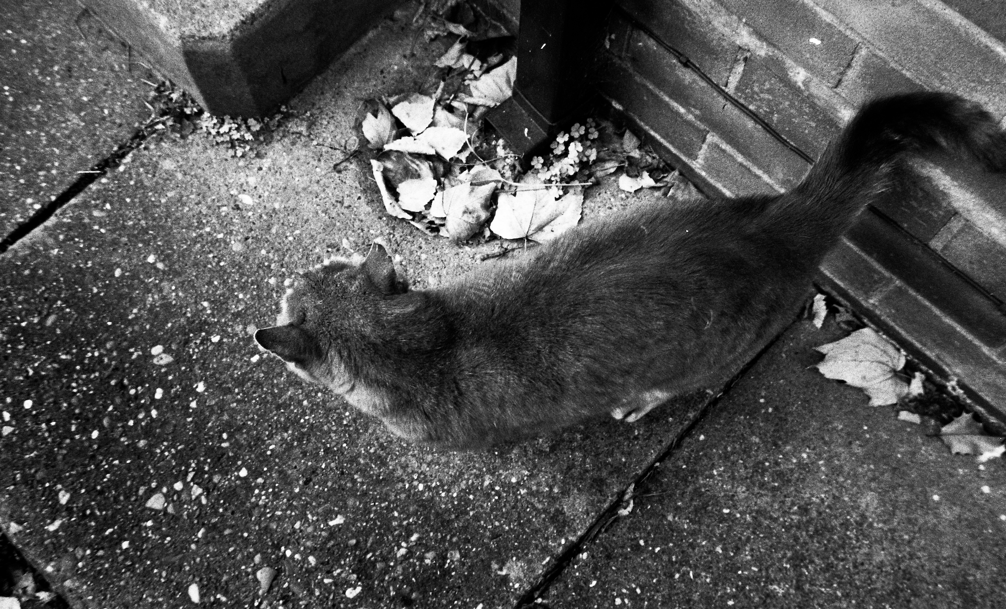 "CAT" Terraced street