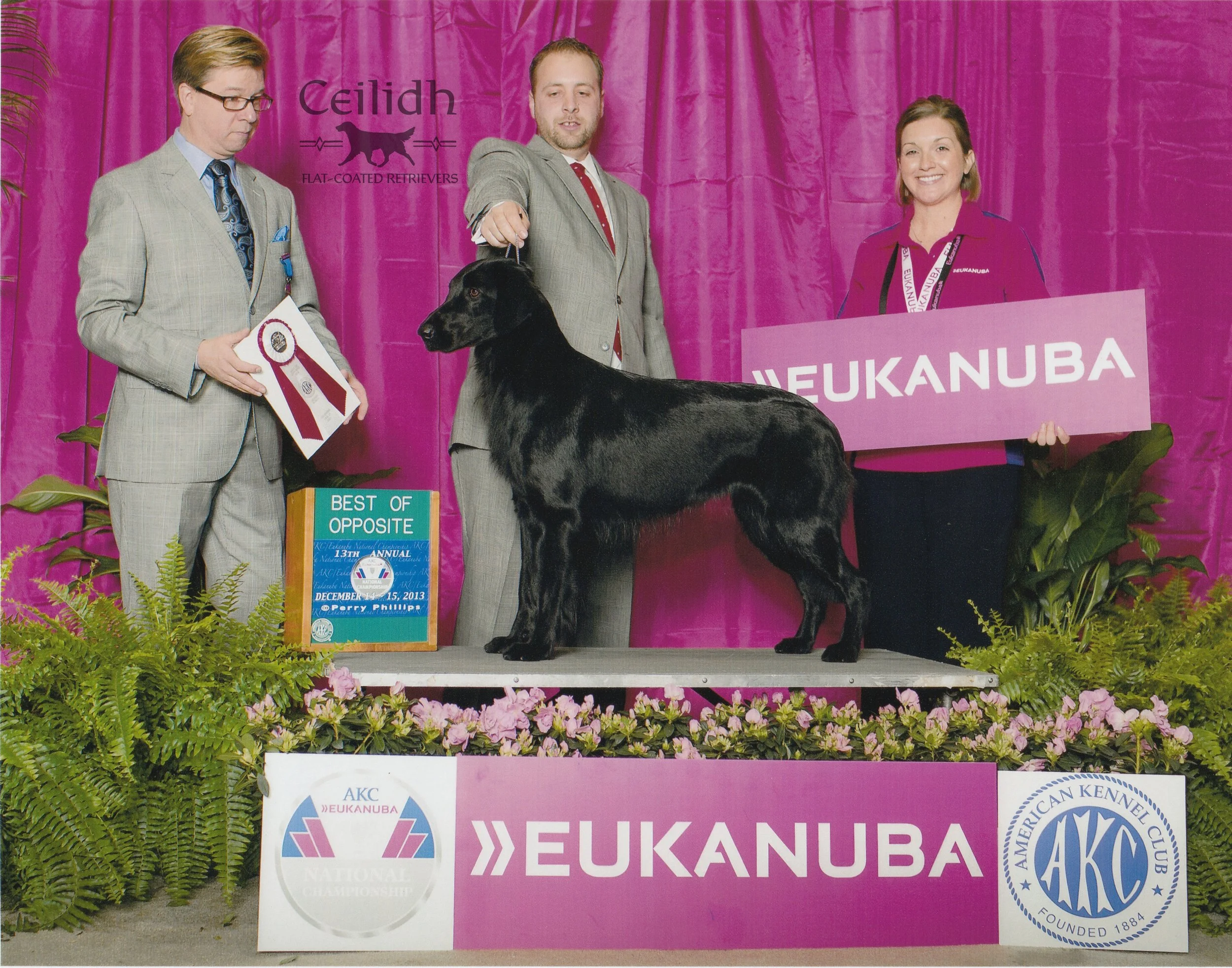 Gracie 2013 AKC National Championship BOS