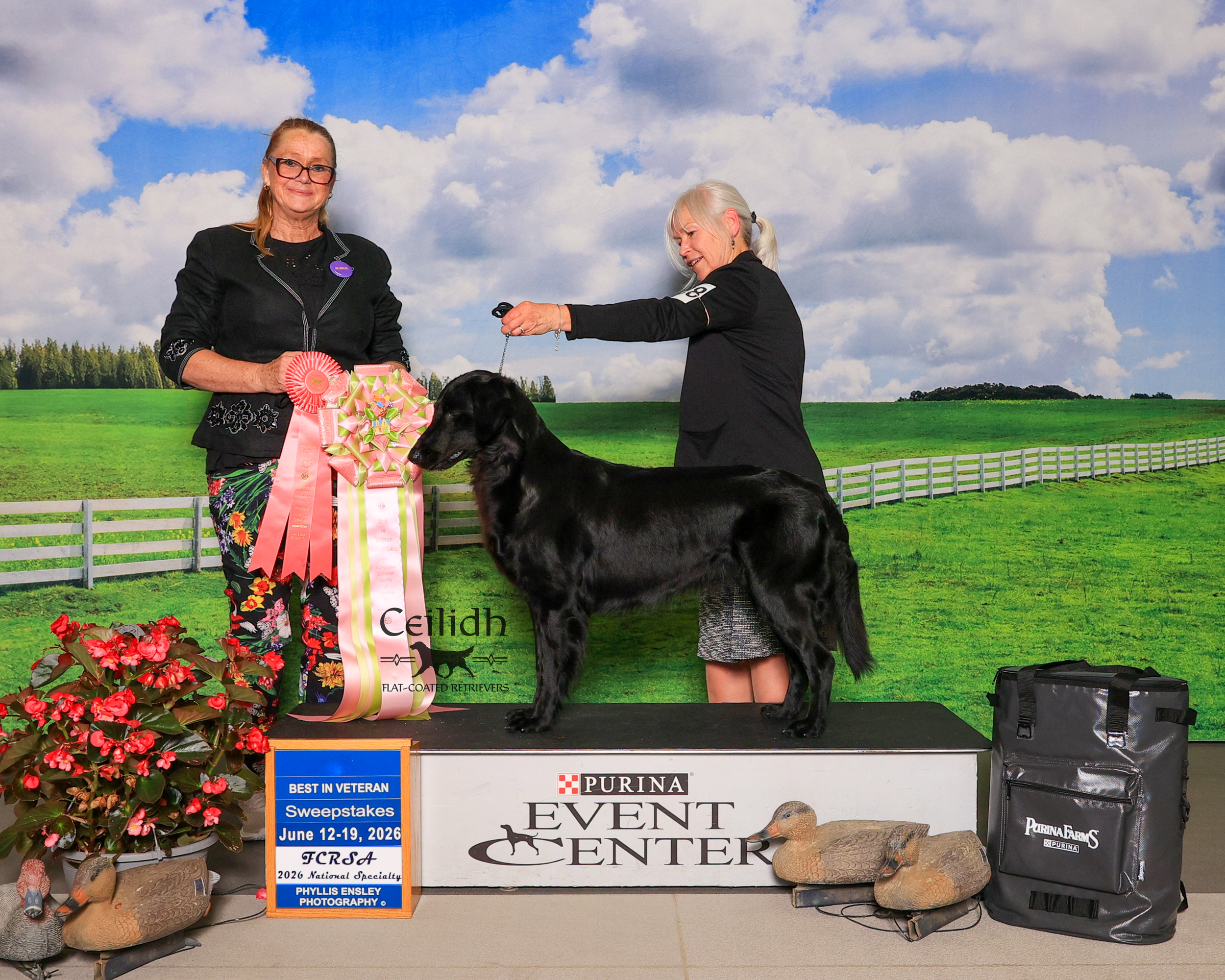 Rosie 2026 FCRSA National Specialty Best in Veteran Sweepstakes