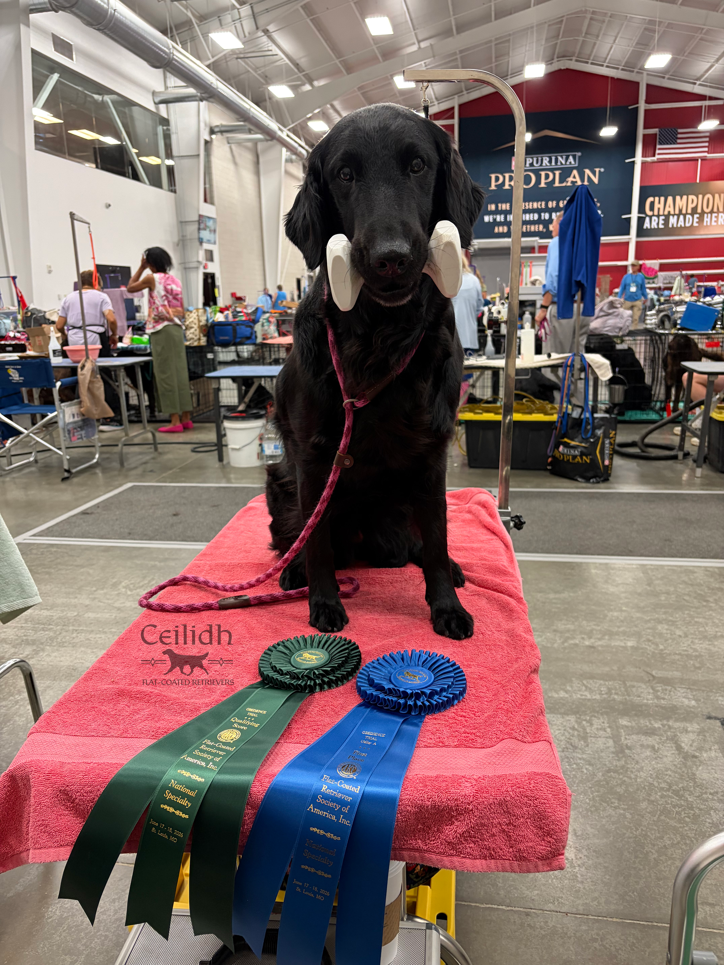 Rosie 2026 FCRSA National Specialty