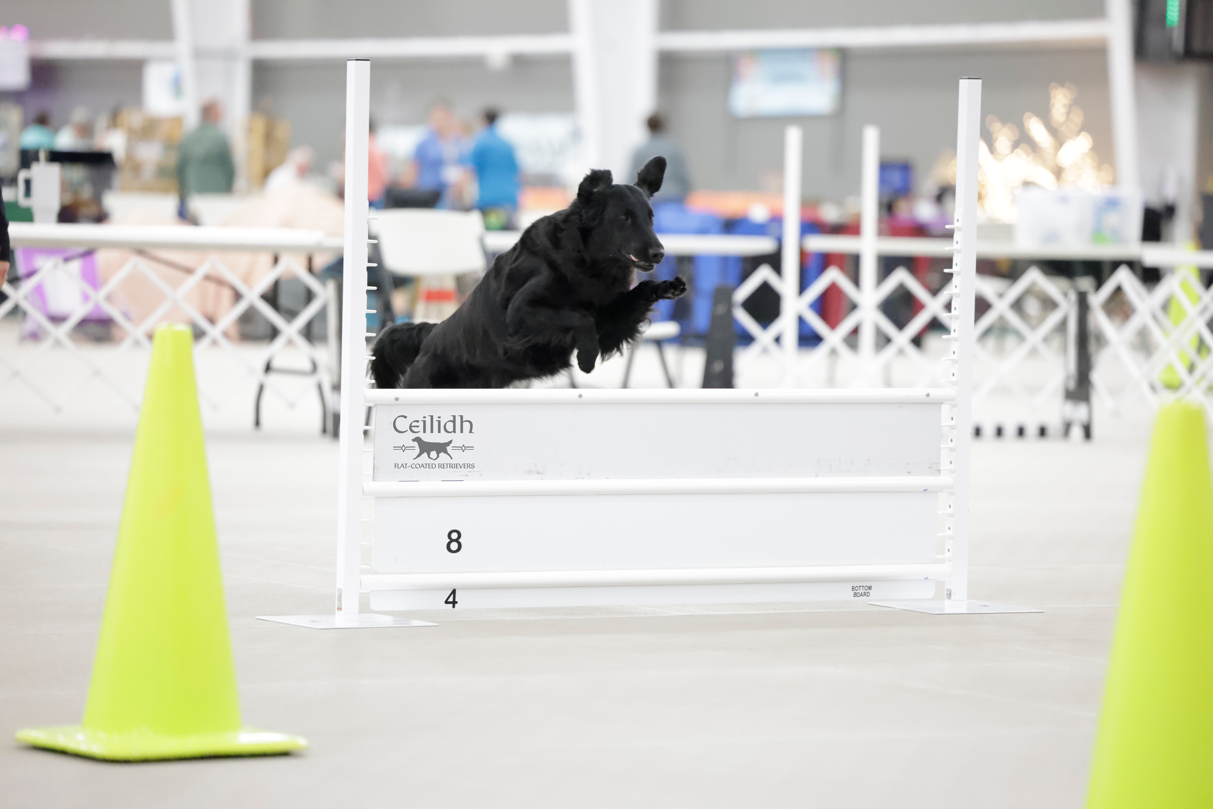 Rosie 2026 FCRSA National Specialty Open A Obedience
