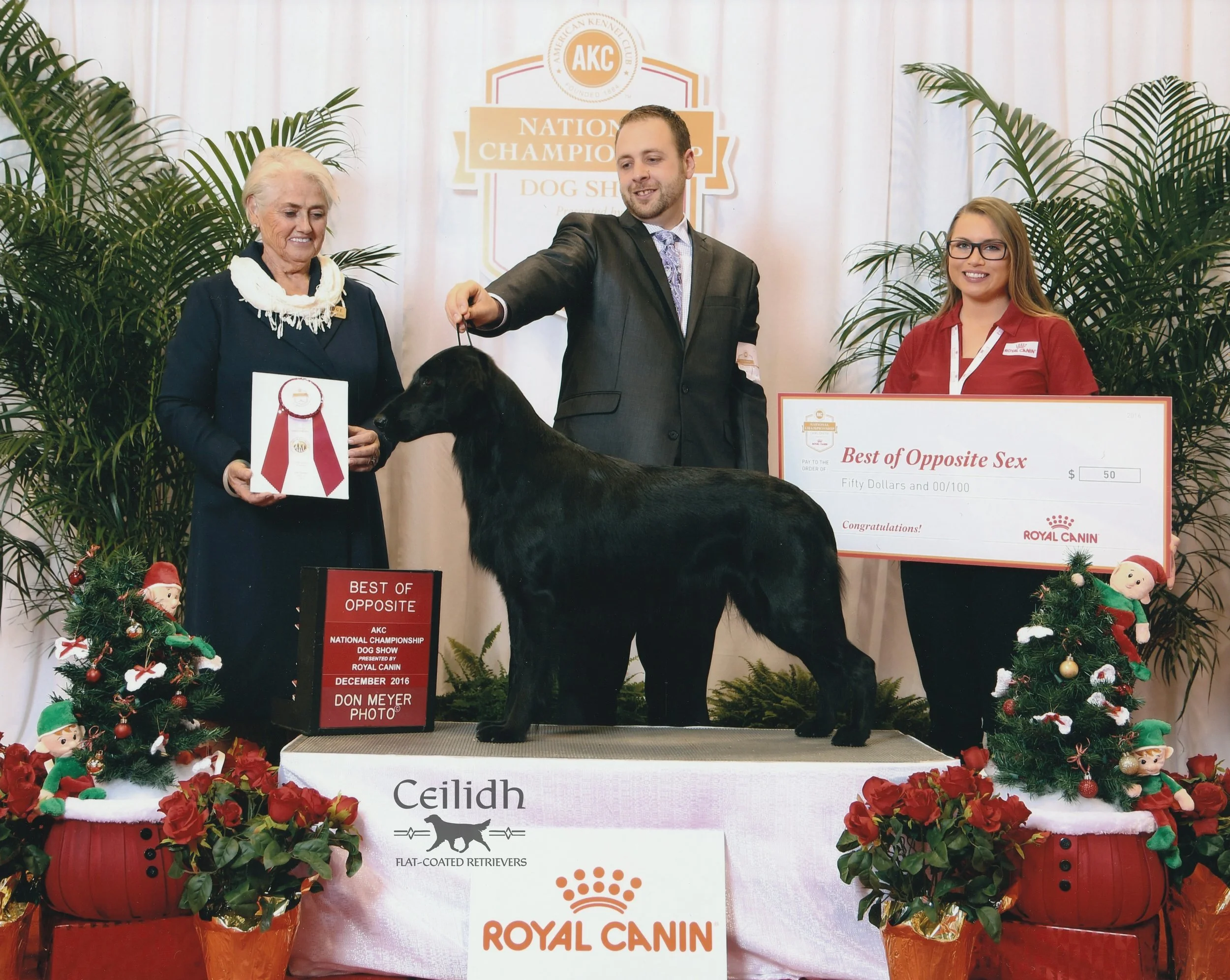 Gracie 2016 AKC National Championship BOS