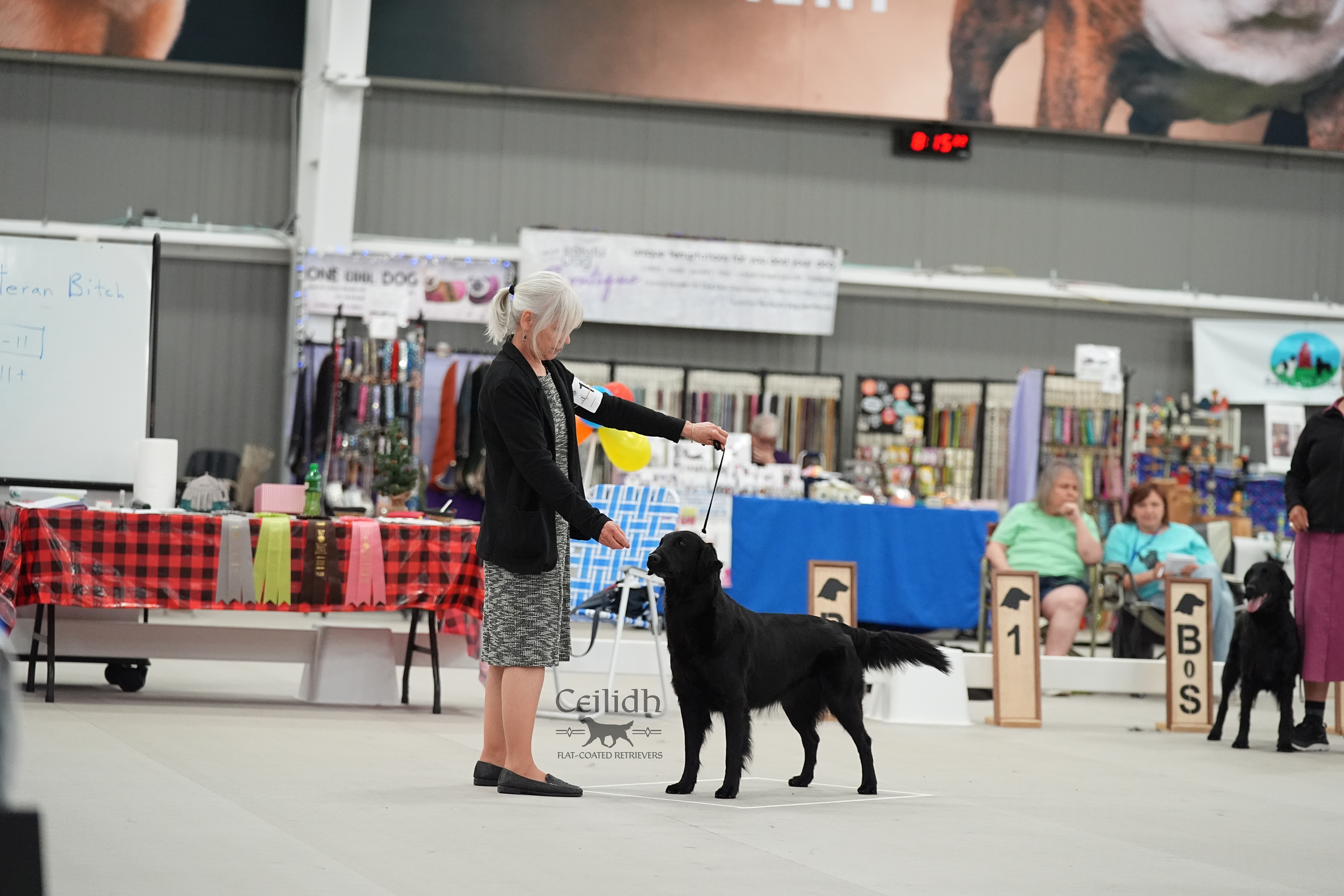 Rosie 2026 FCRSA National Specialty Veteran Sweepstakes 9-11 years