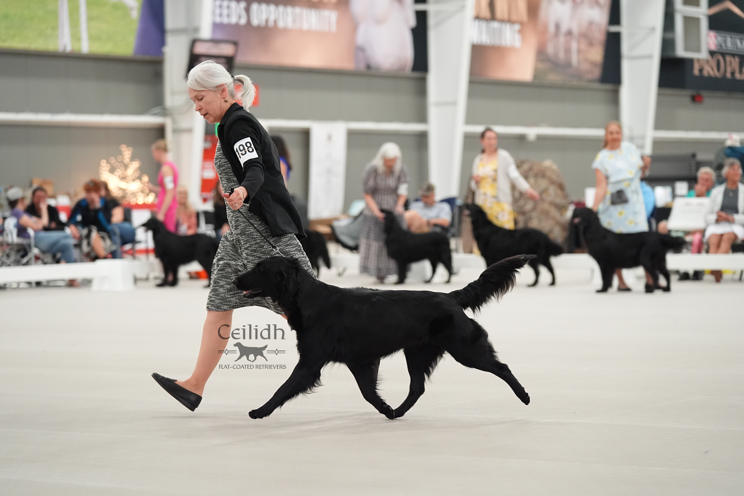 Rosie 2026 FCRSA National Specialty Veteran 9-11 years