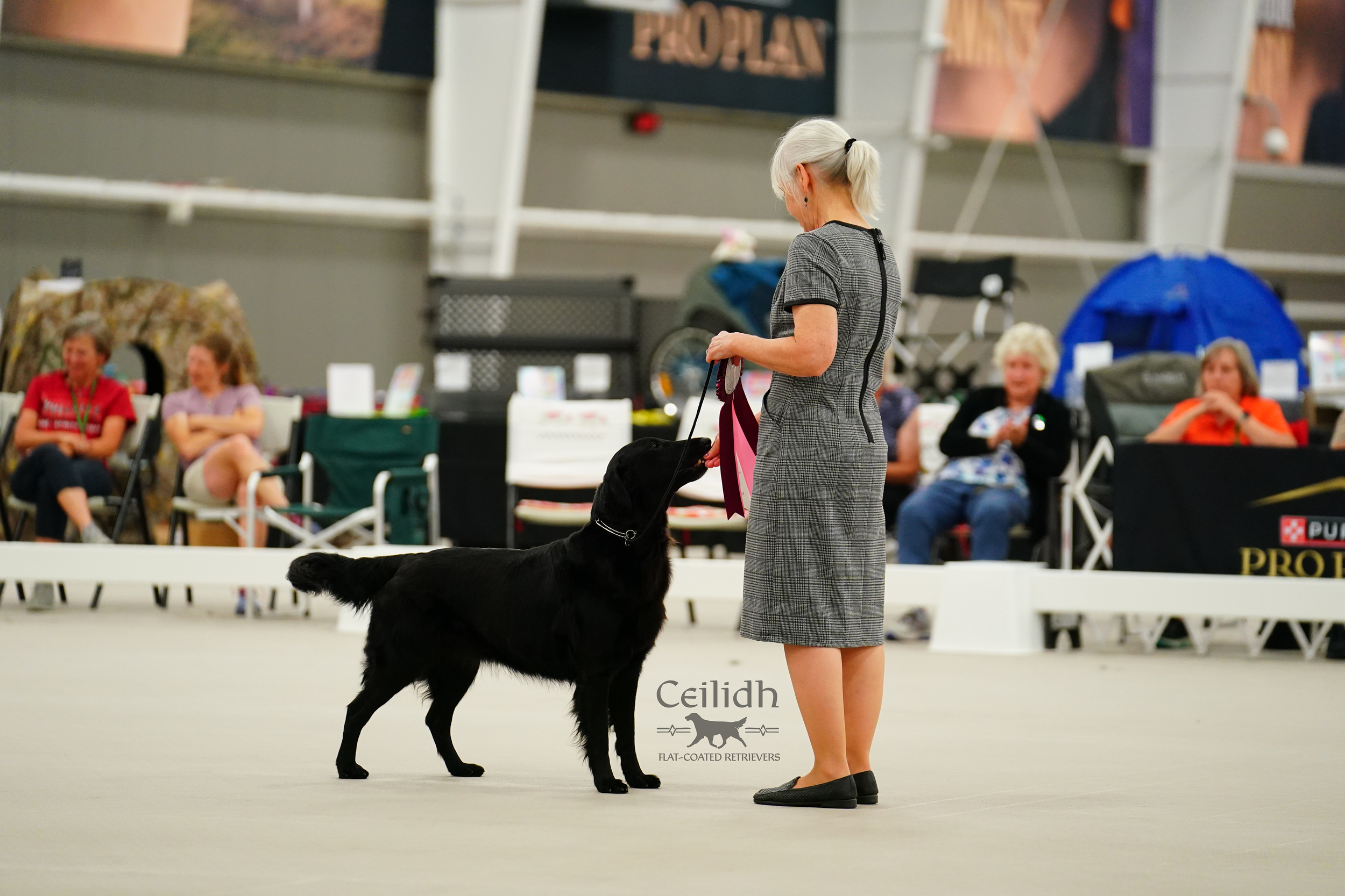 Rosie 2026 FCRSA National Specialty Veteran Sweepstakes 9-11 years
