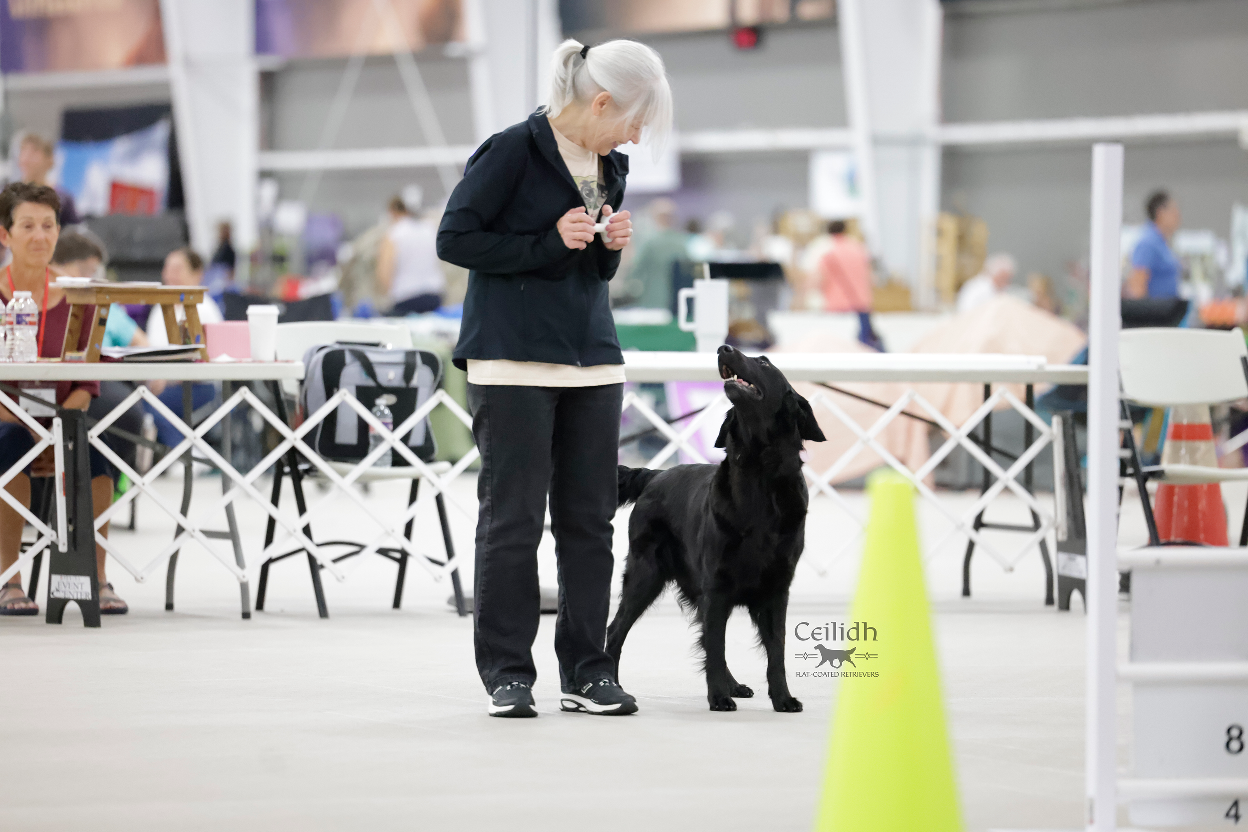 Rosie 2026 FCRSA National Specialty Open A Obedience