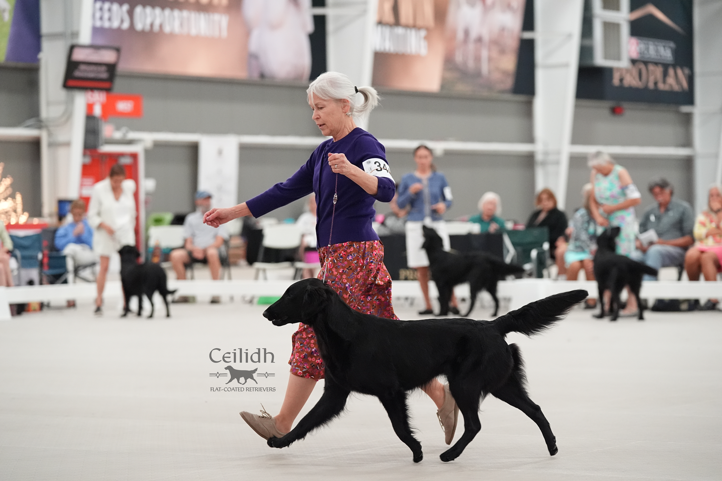 Poppy at the 2026 FCRSA National Specialty Best of Breed - made the cut!