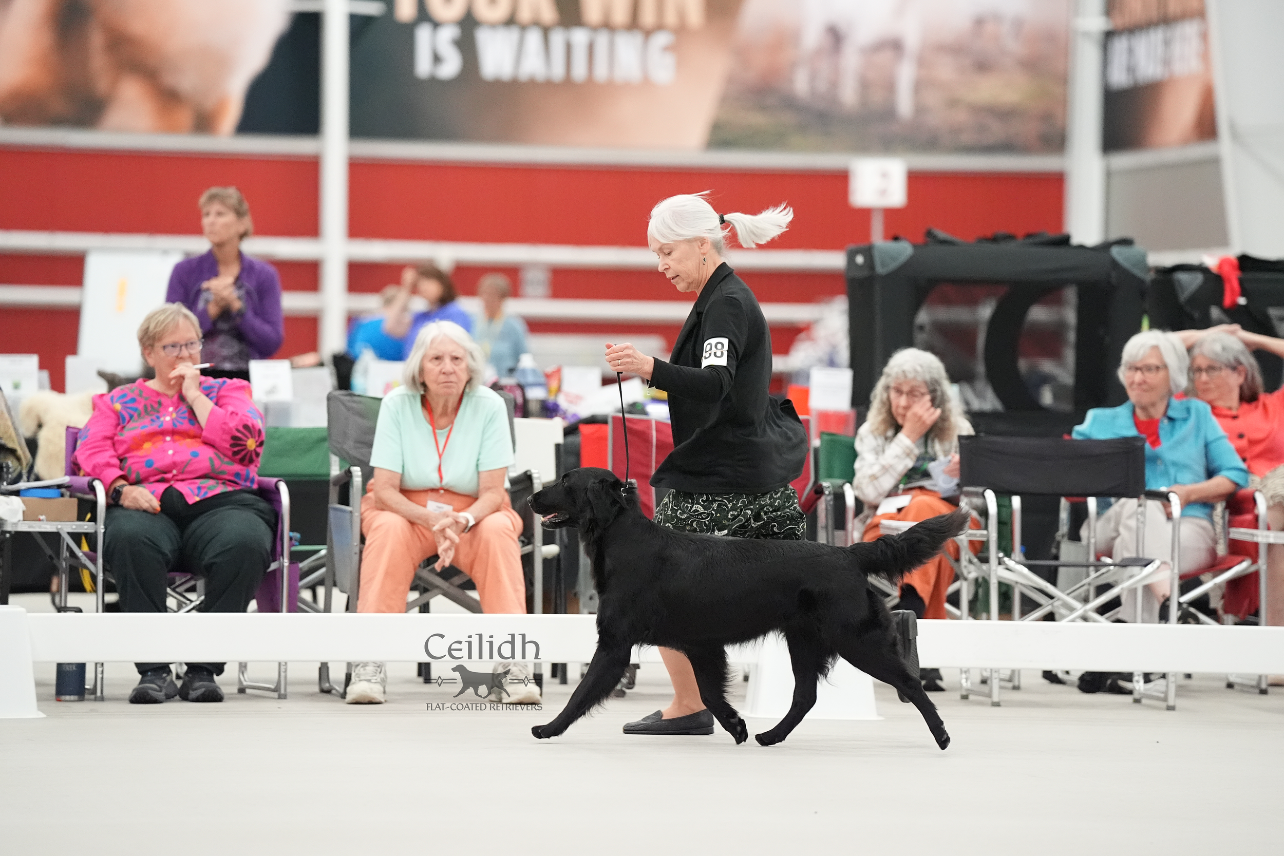Rosie 2026 FCRSA National Specialty Veteran 9-11 years