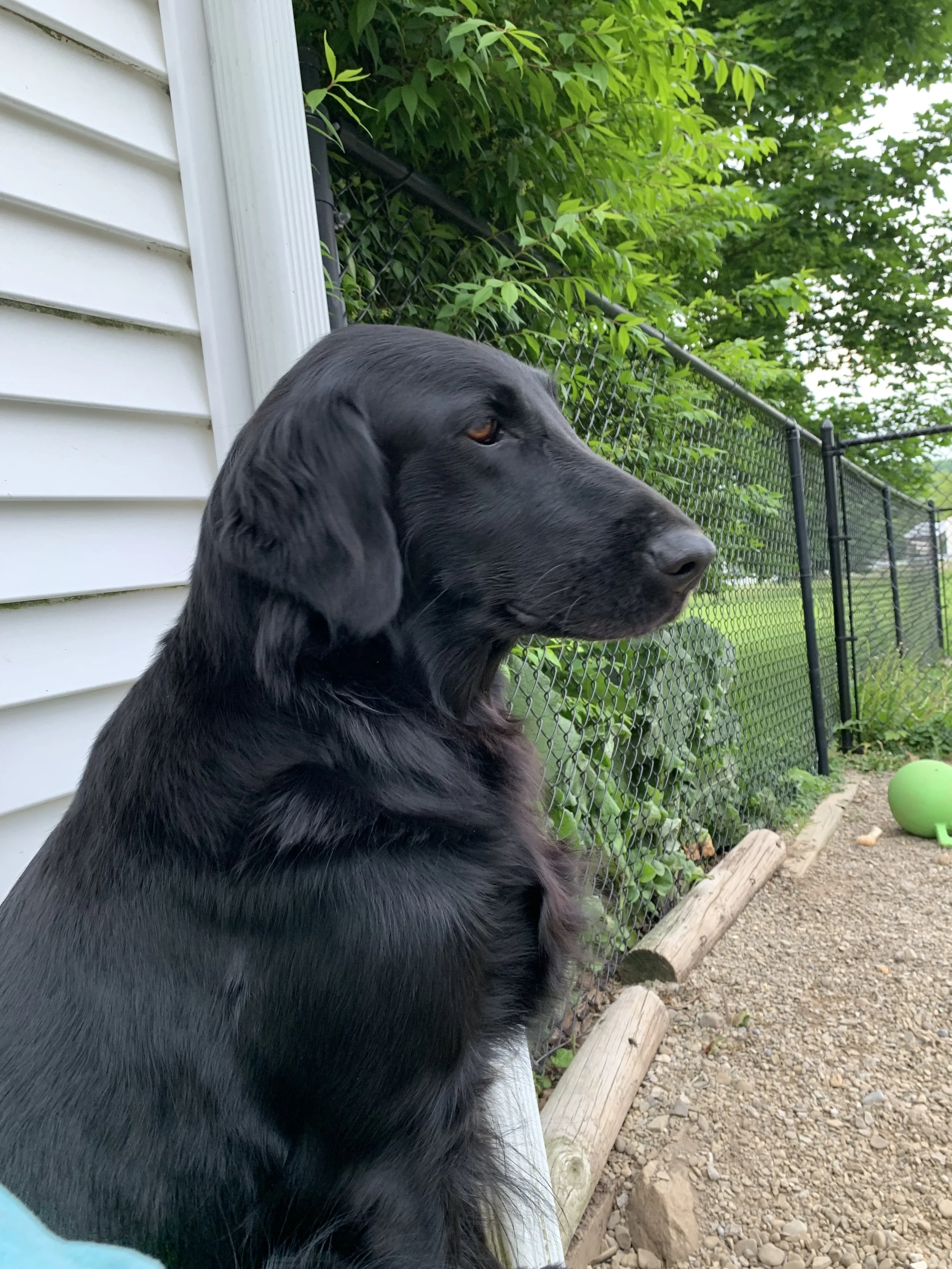 Gracie
