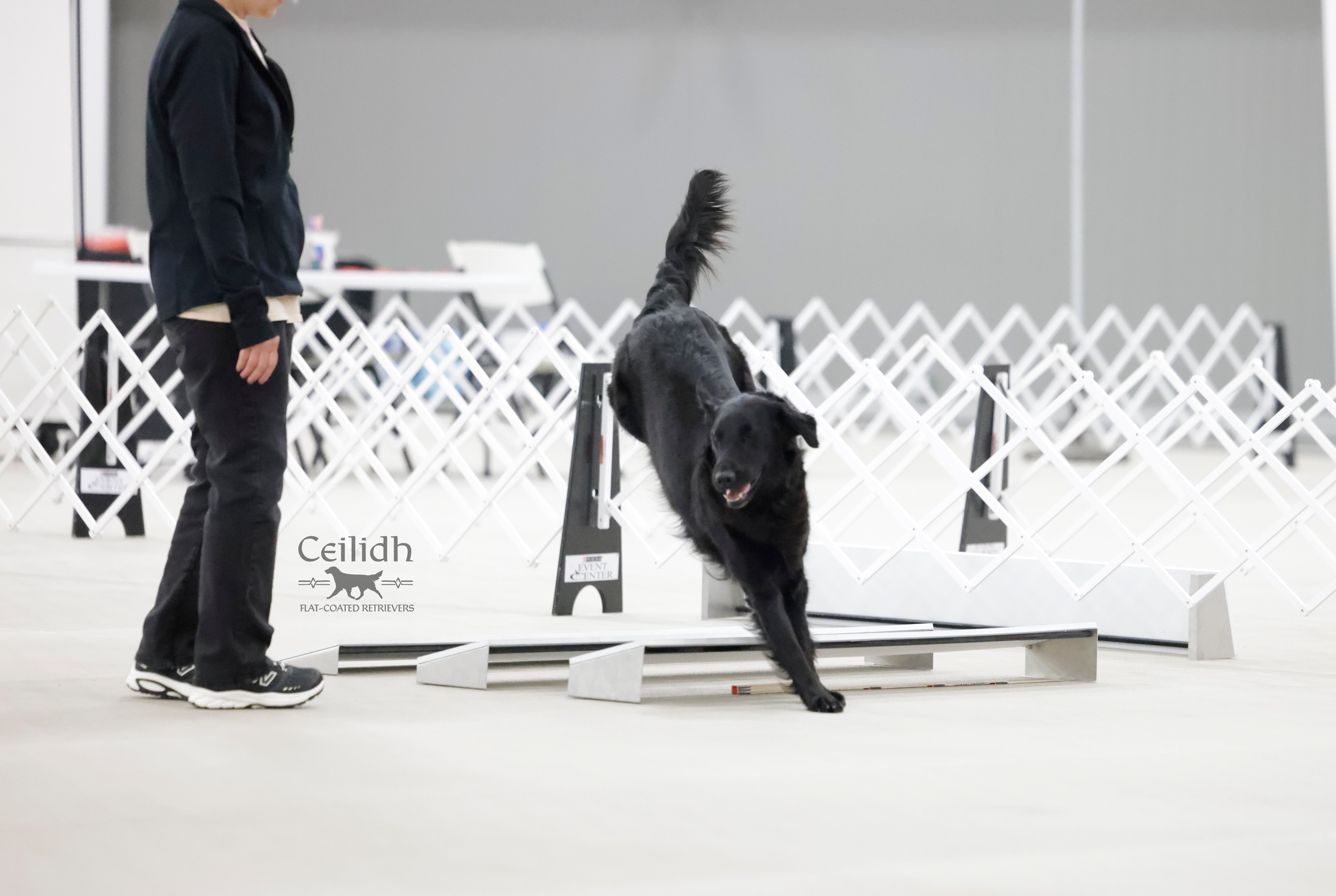 Rosie 2026 FCRSA National Specialty Open A Obedience