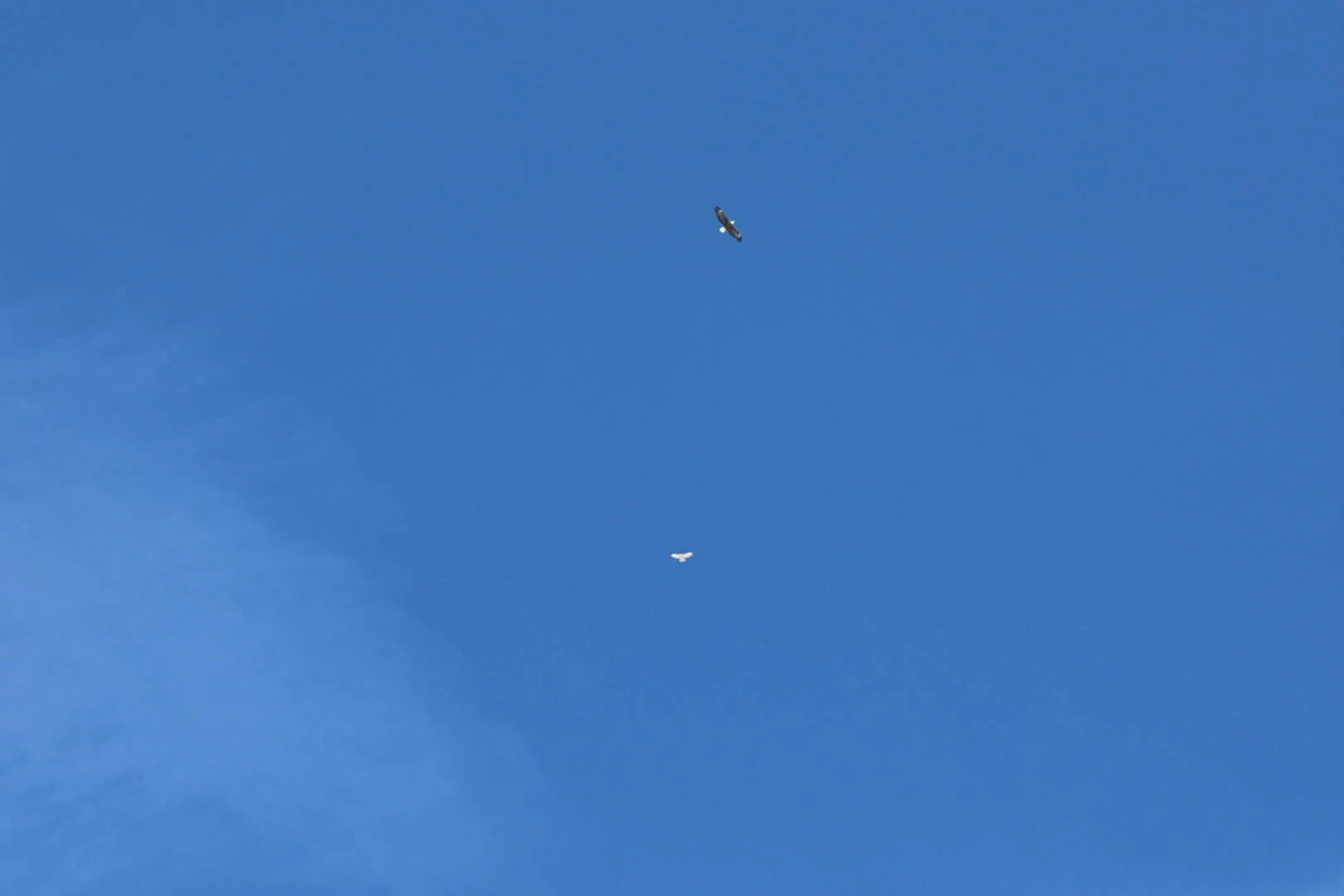 When the Eagle and the Hawk Appear Together: A Message of Balance