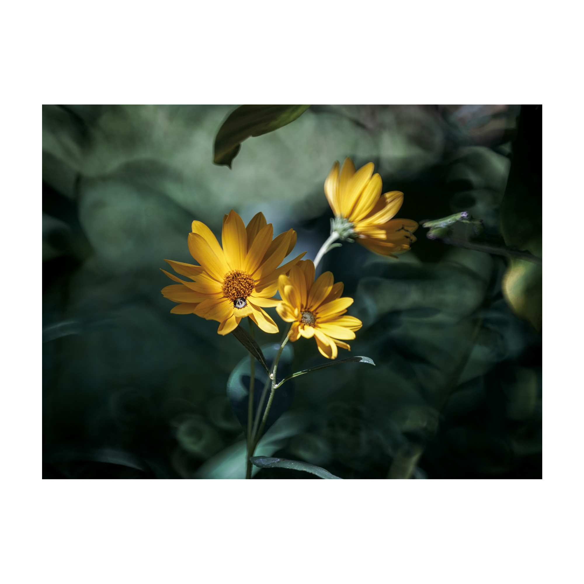 Master of Flowers (Dreaming Garden)