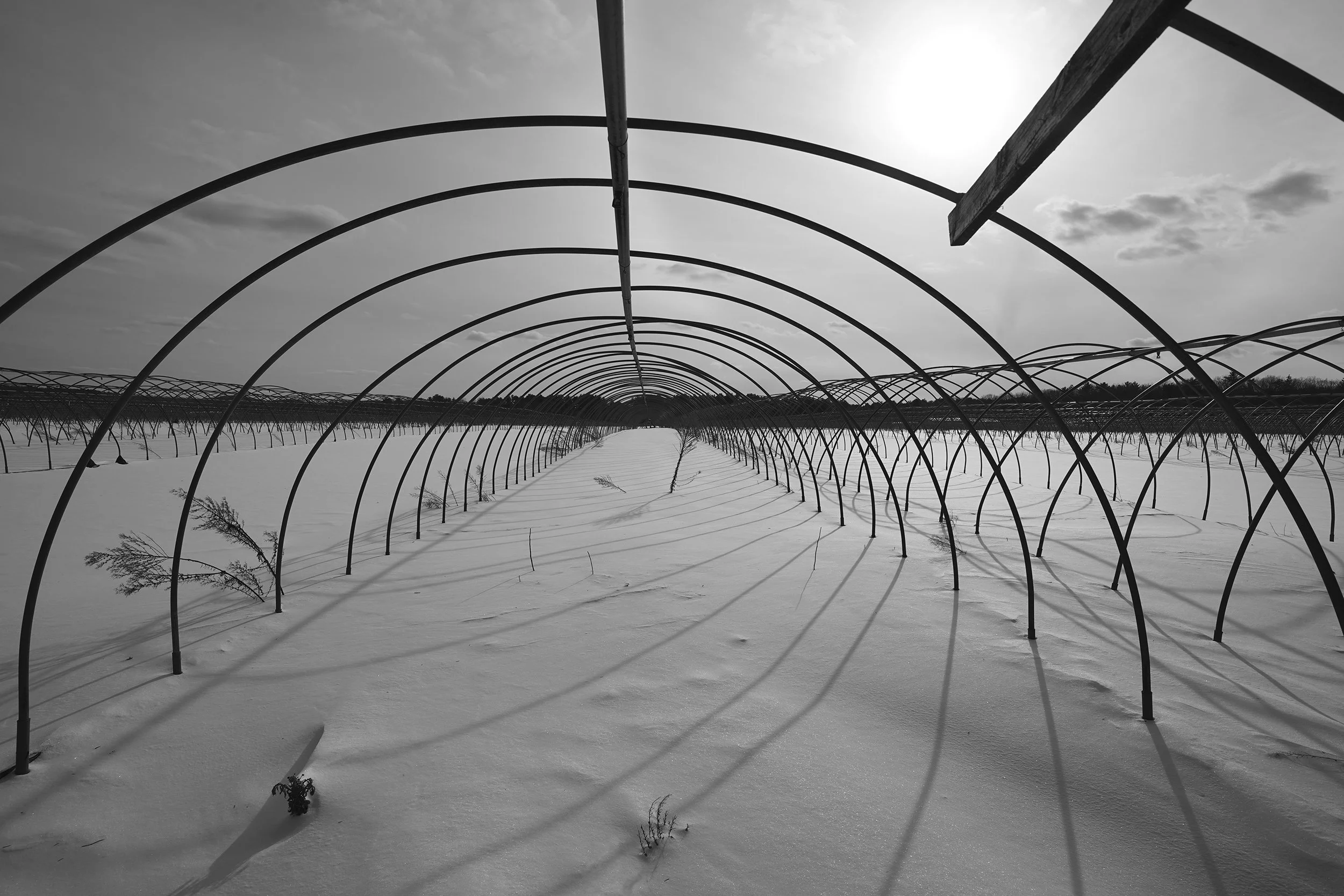 abandoned greenhouses 5_DSC03630_version-2_B&W_2500.jpg
