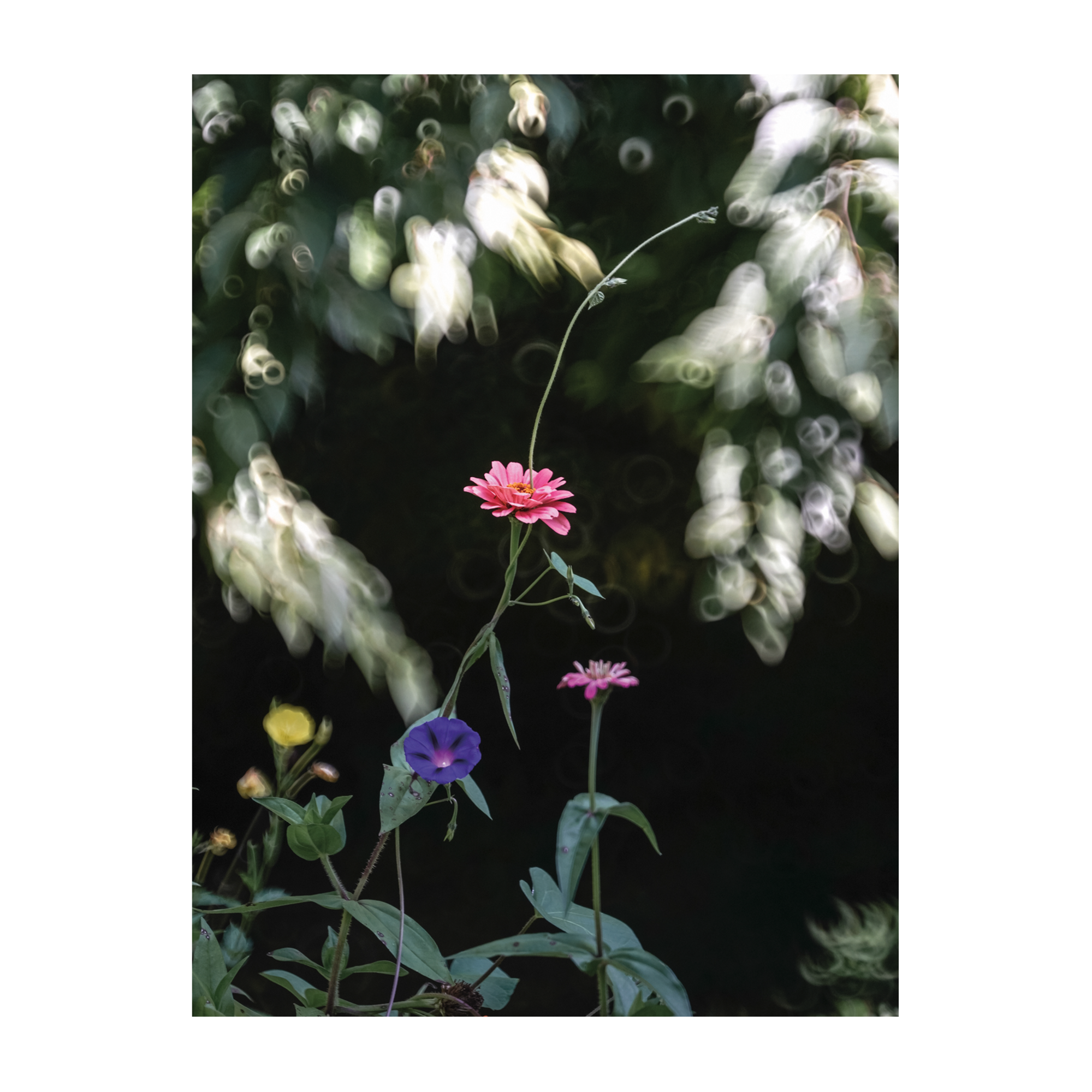 Reaching (Dreaming Garden)