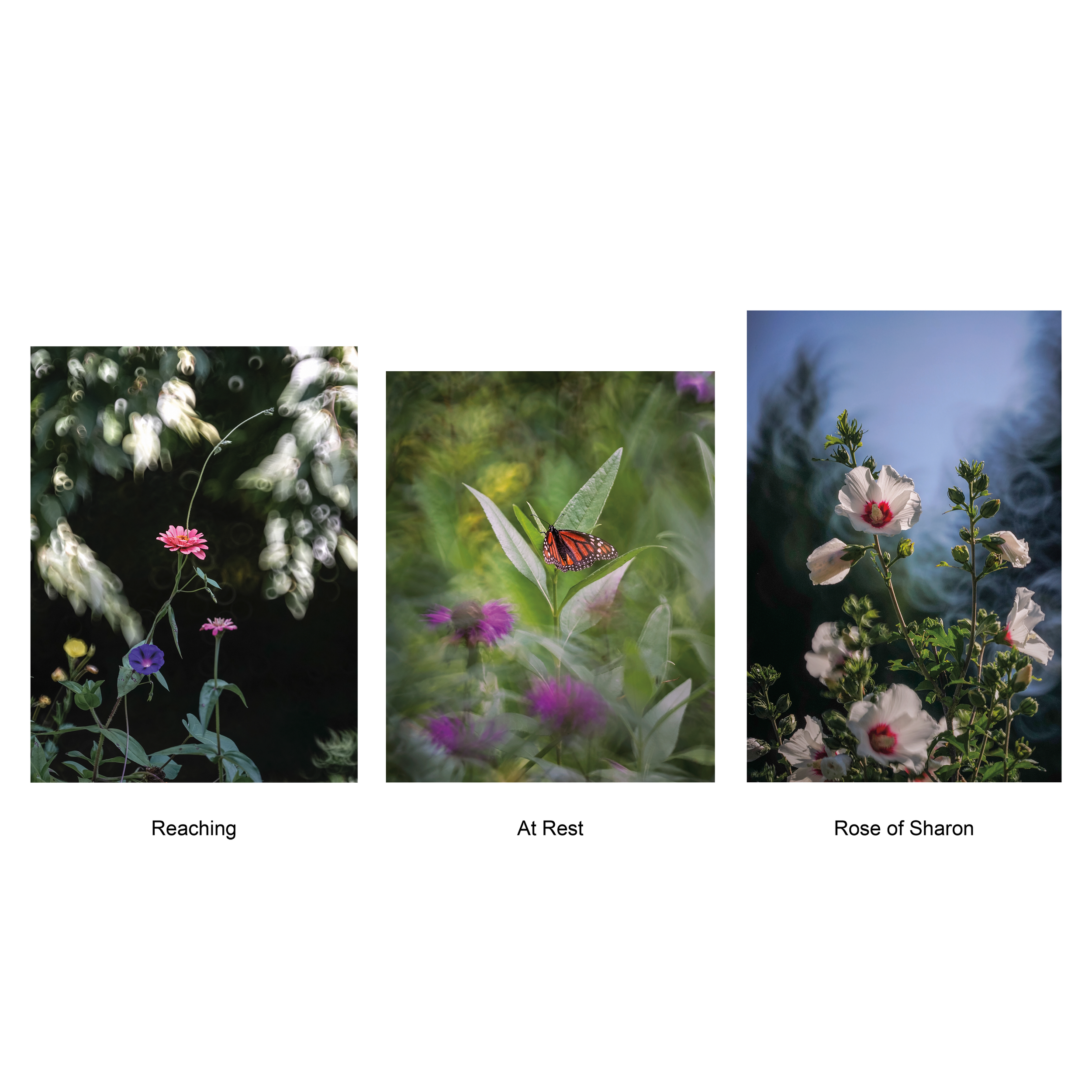 Dreaming Garden set 2.png