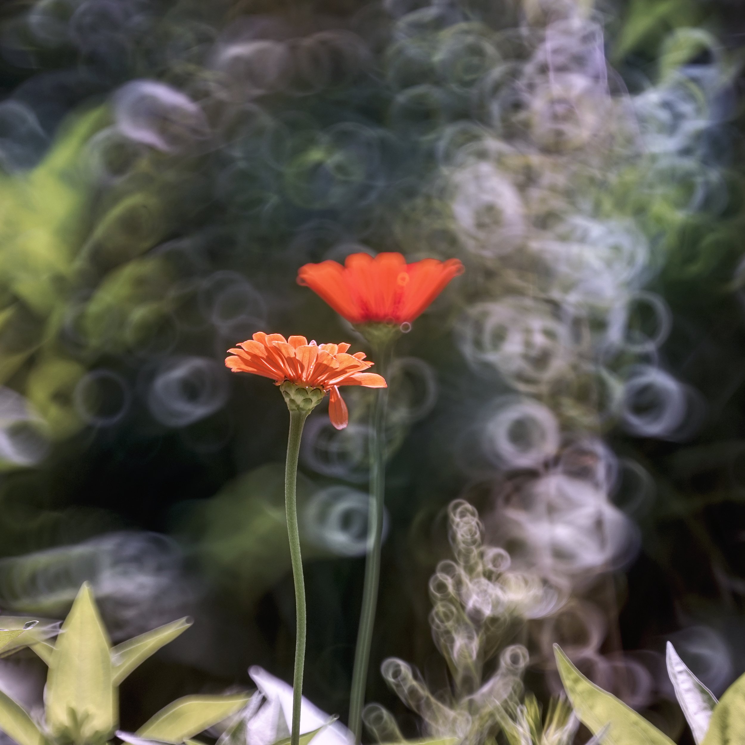 Effervescence (Dreaming Garden)