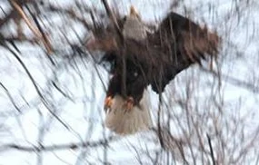 eagle2.jpg